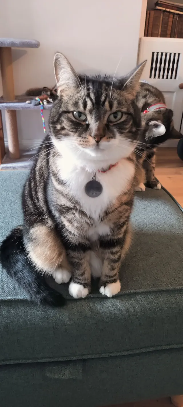 Piper  - Alfred Road, Brentwood
