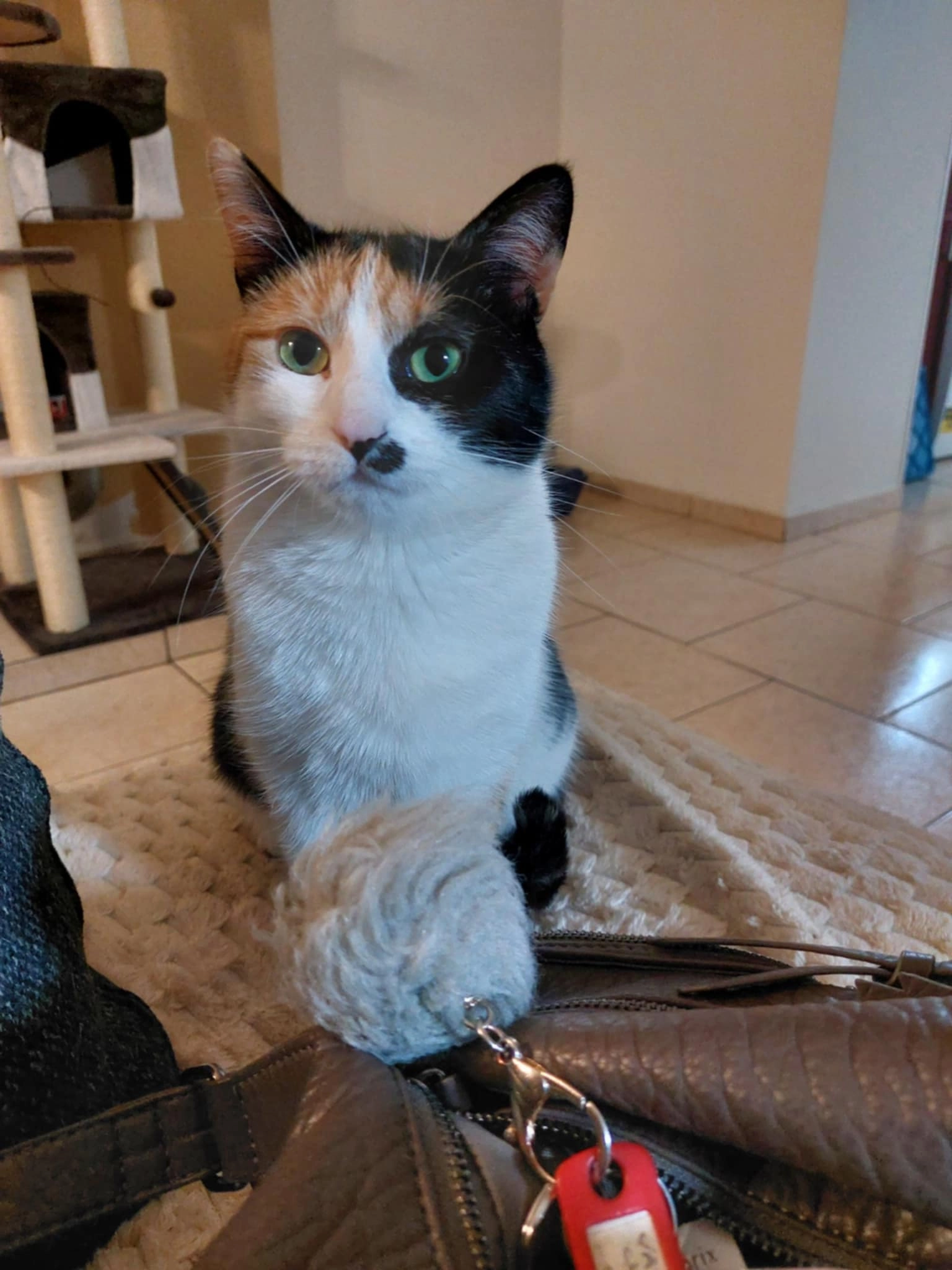 Zetouna  - Rue Fayat 110, Charleroi