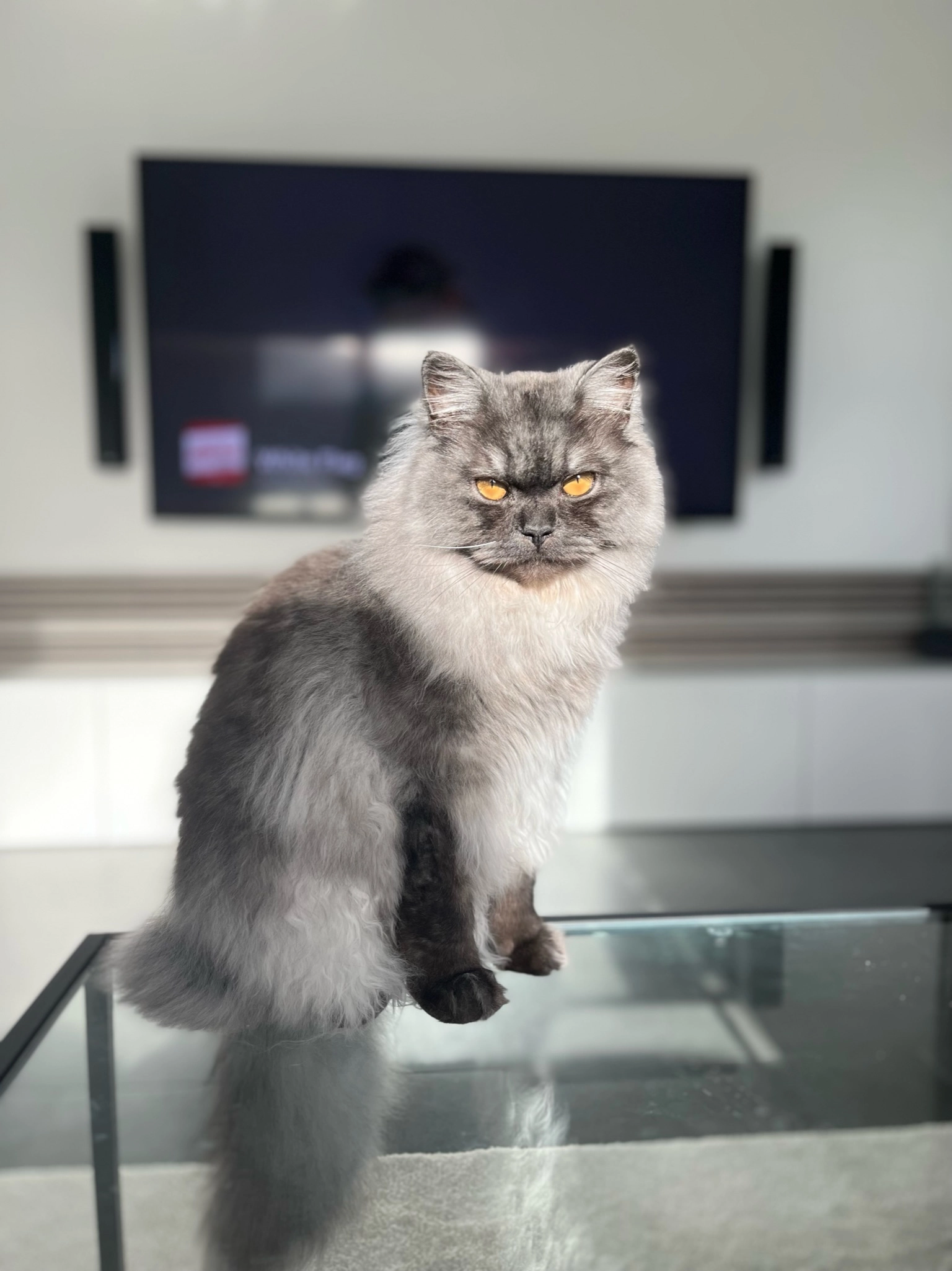 Balou - Lange Straße, Brake