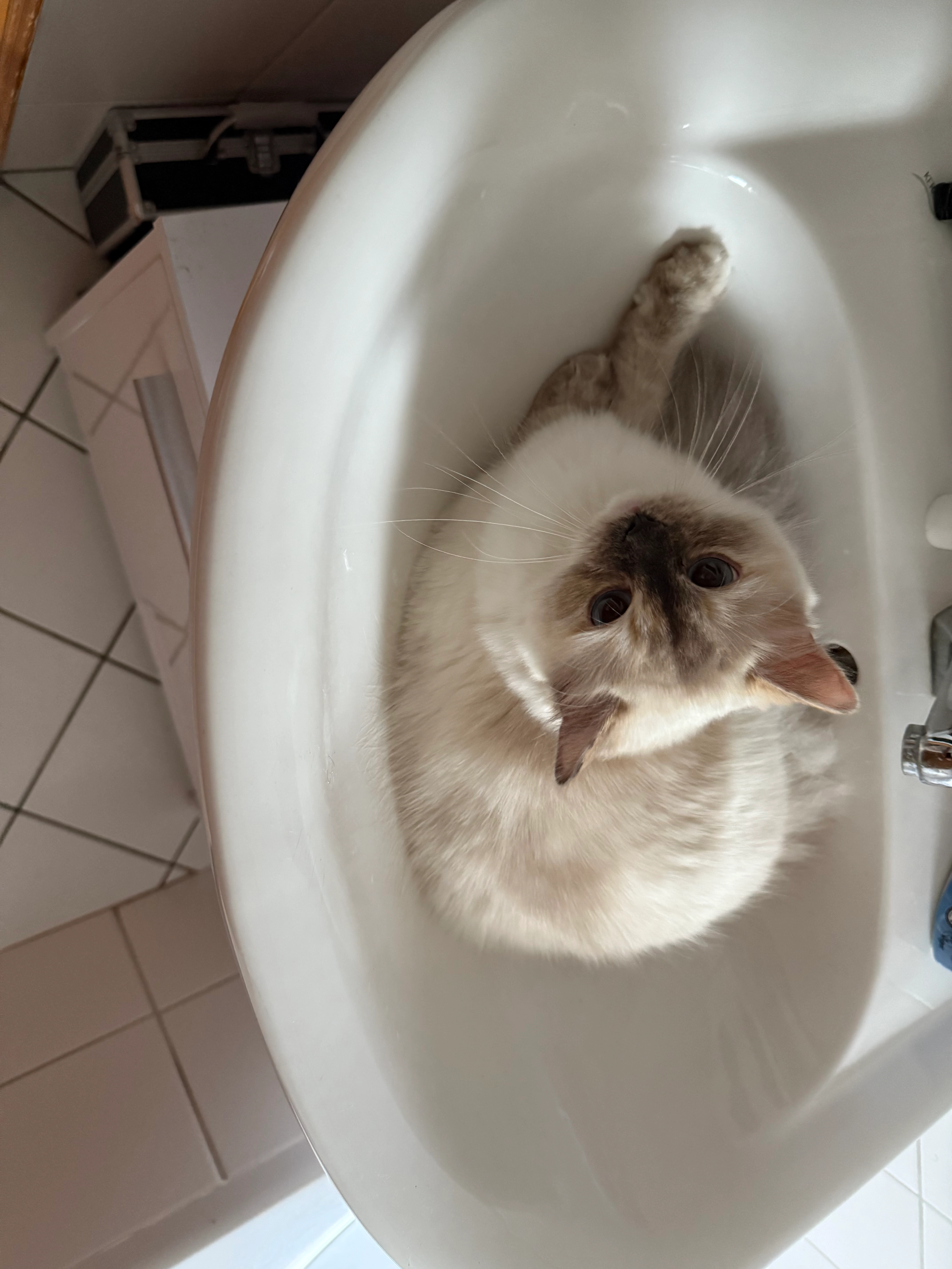 Bianca - Franziskaneranger, Werl