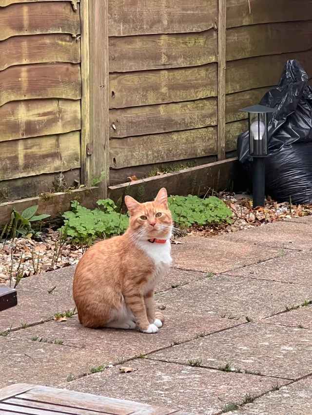 Biscuit - GU22 7, Woking