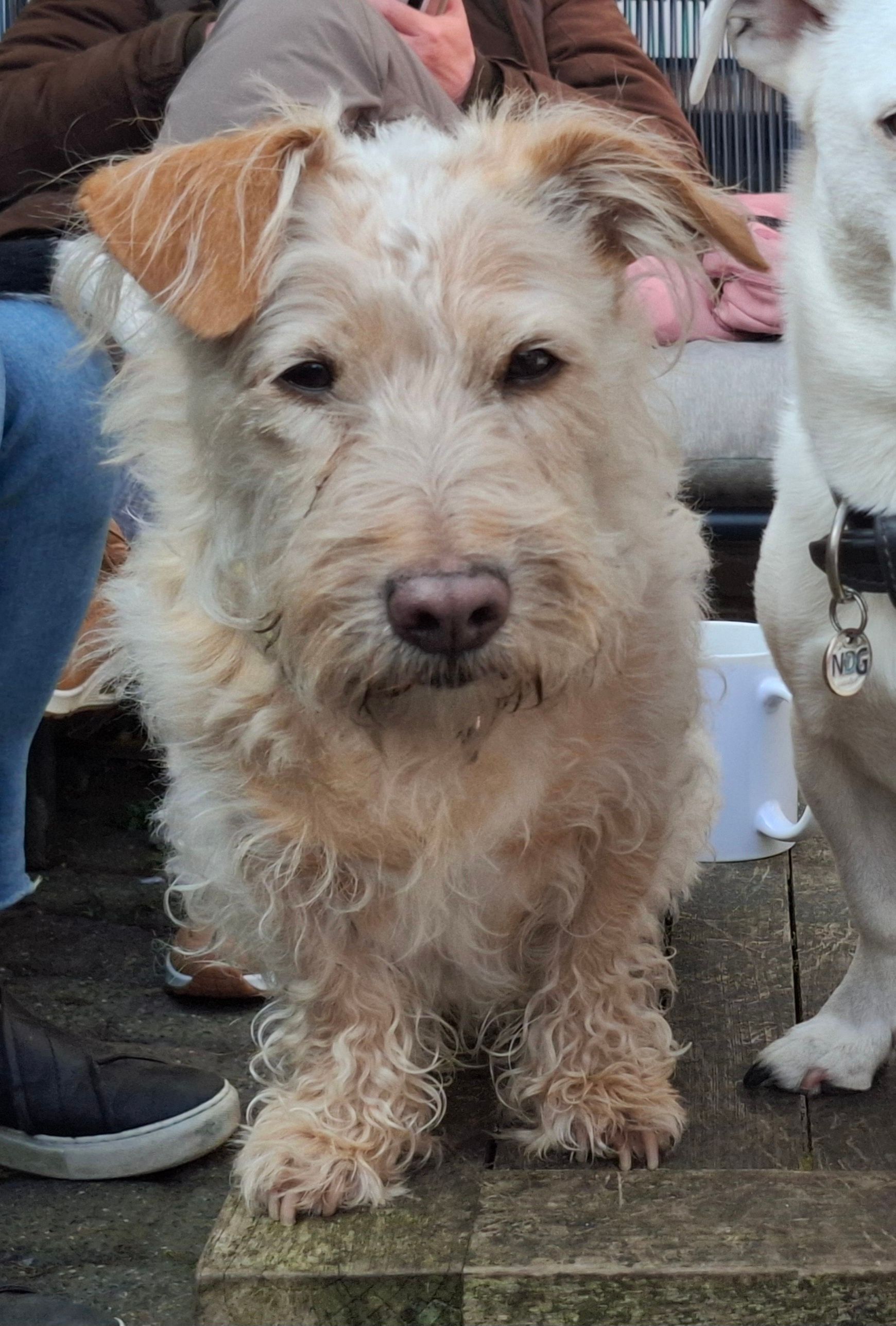 Saartje - Irisstraat, Steenbergen