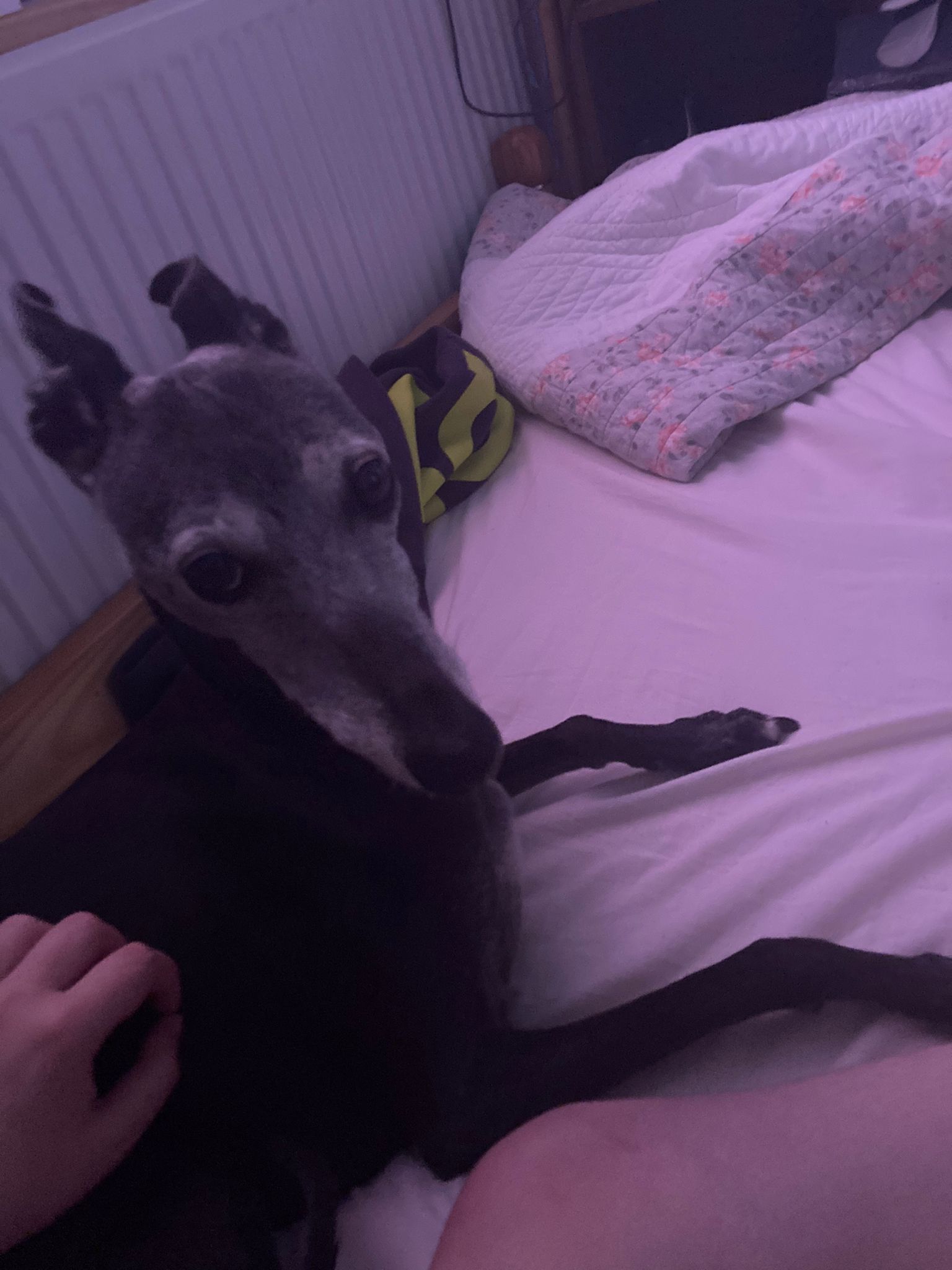 Lucy  - 39 Farm Drive, Aberavon