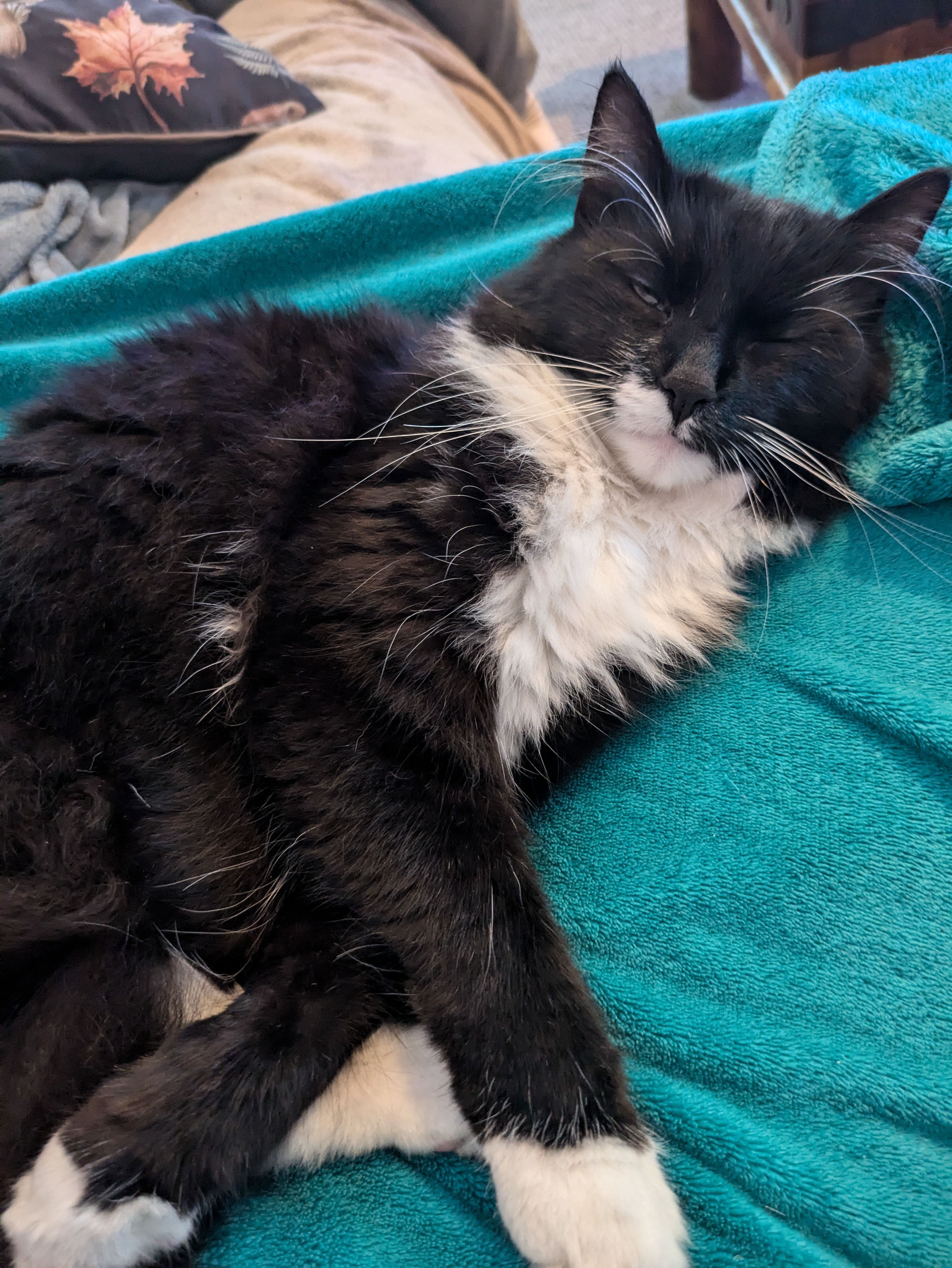 Kitty  - South Court Avenue, Dorchester