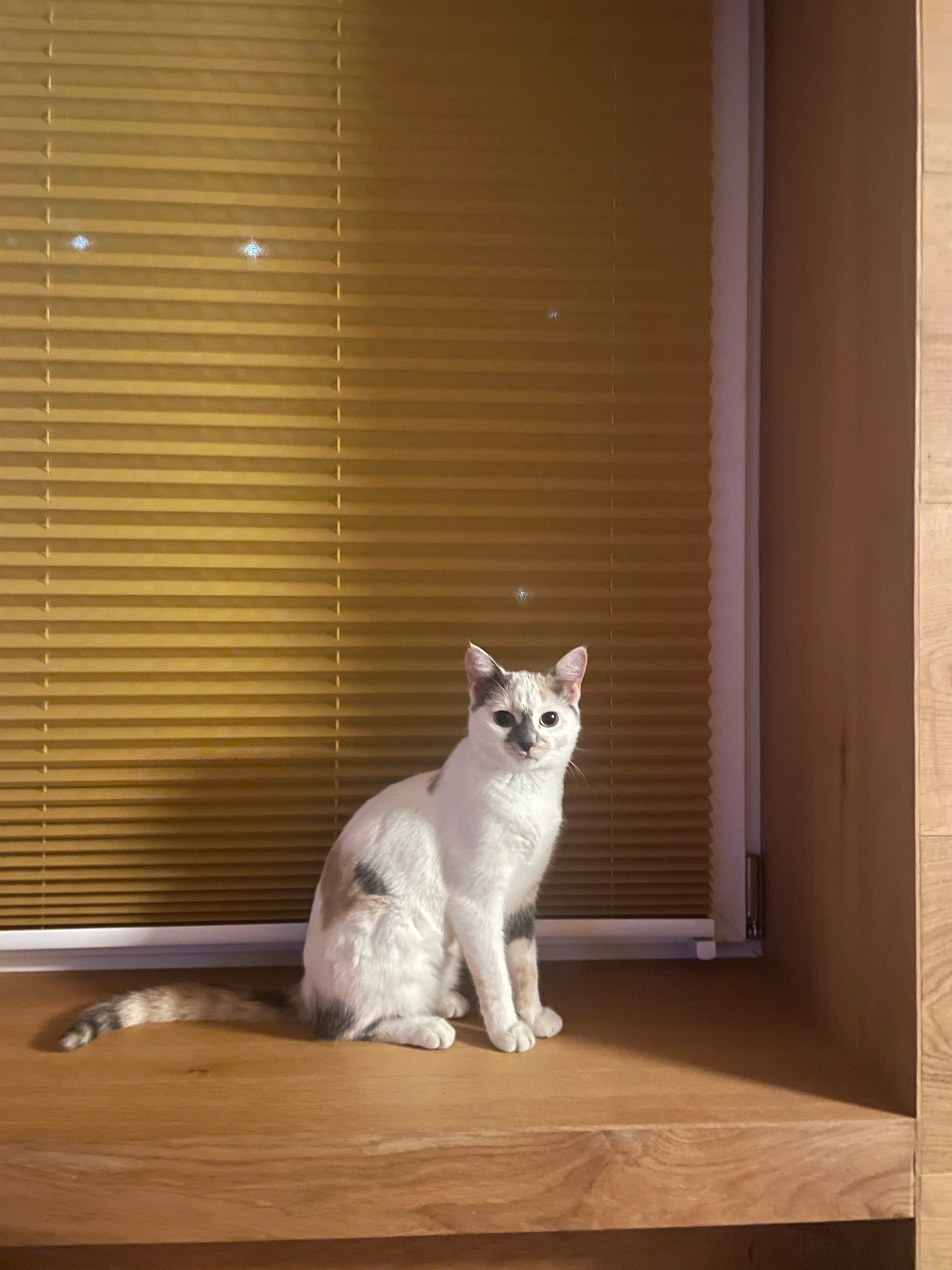 Sahara - Passstraße, Semmering