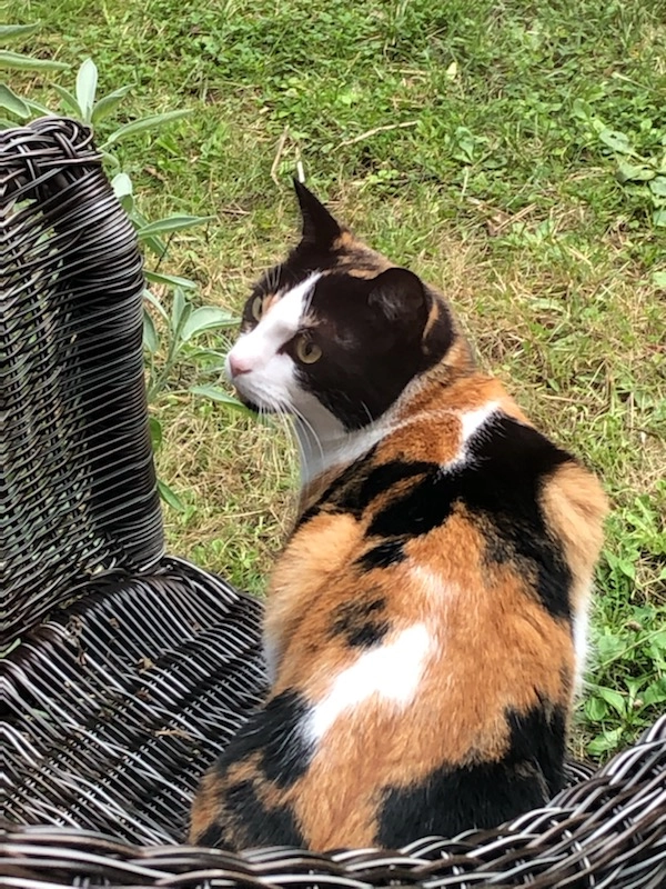 Mina - Horsegate, Peterborough