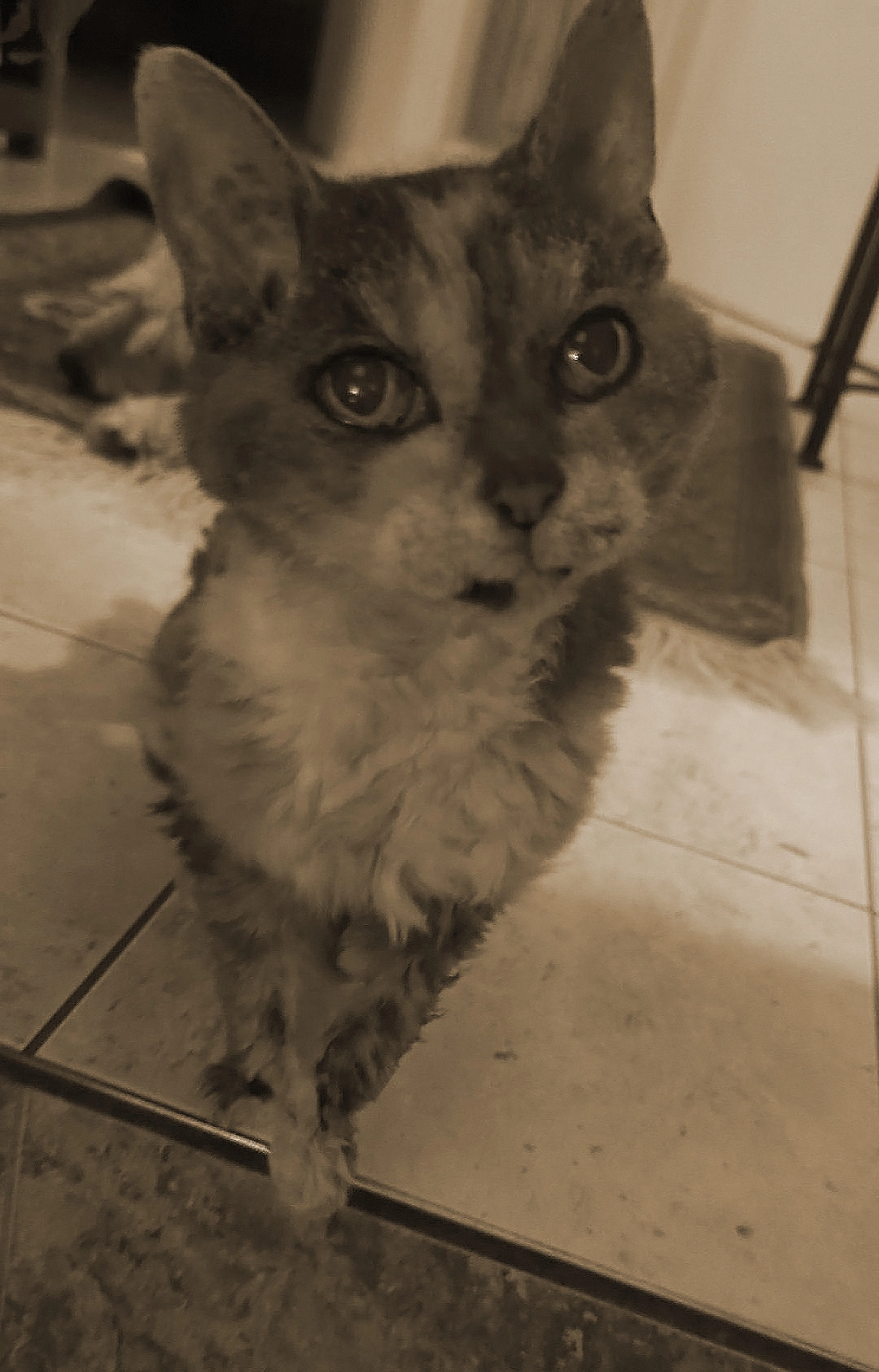 charlotte - Rue Des Mésanges, Vendenheim