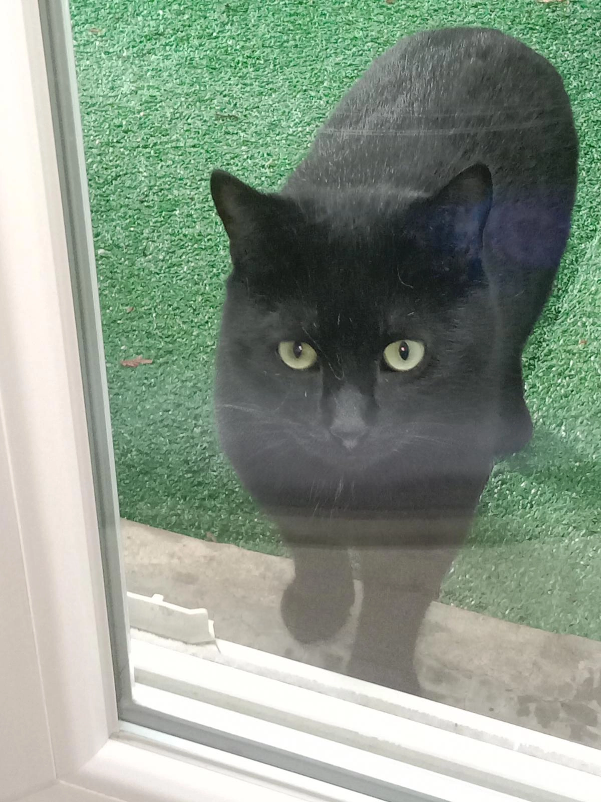 Shaya - Rue du Chemin Blanc, Veigné