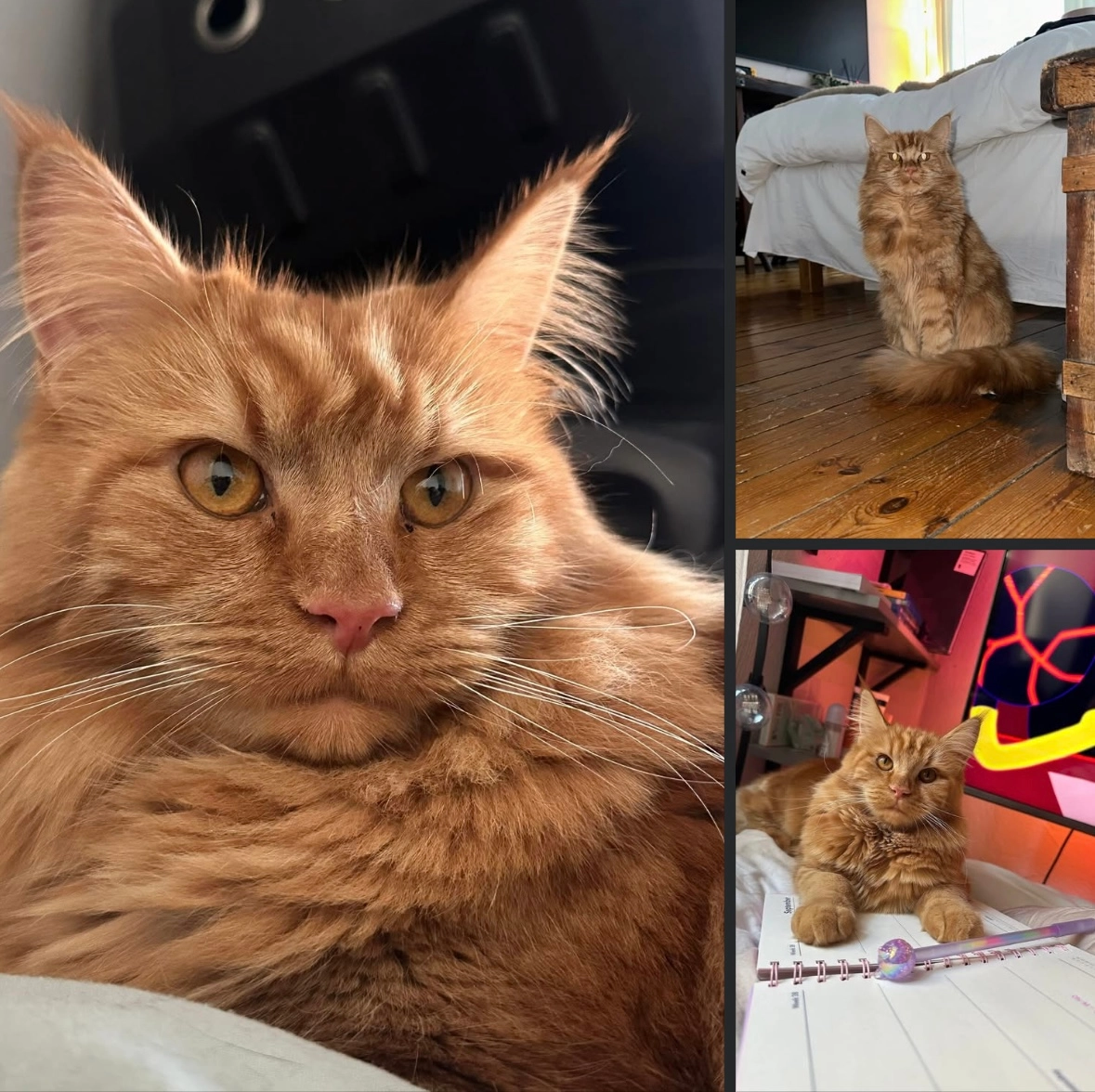 Shady - Atlasvägen 21, Sickla