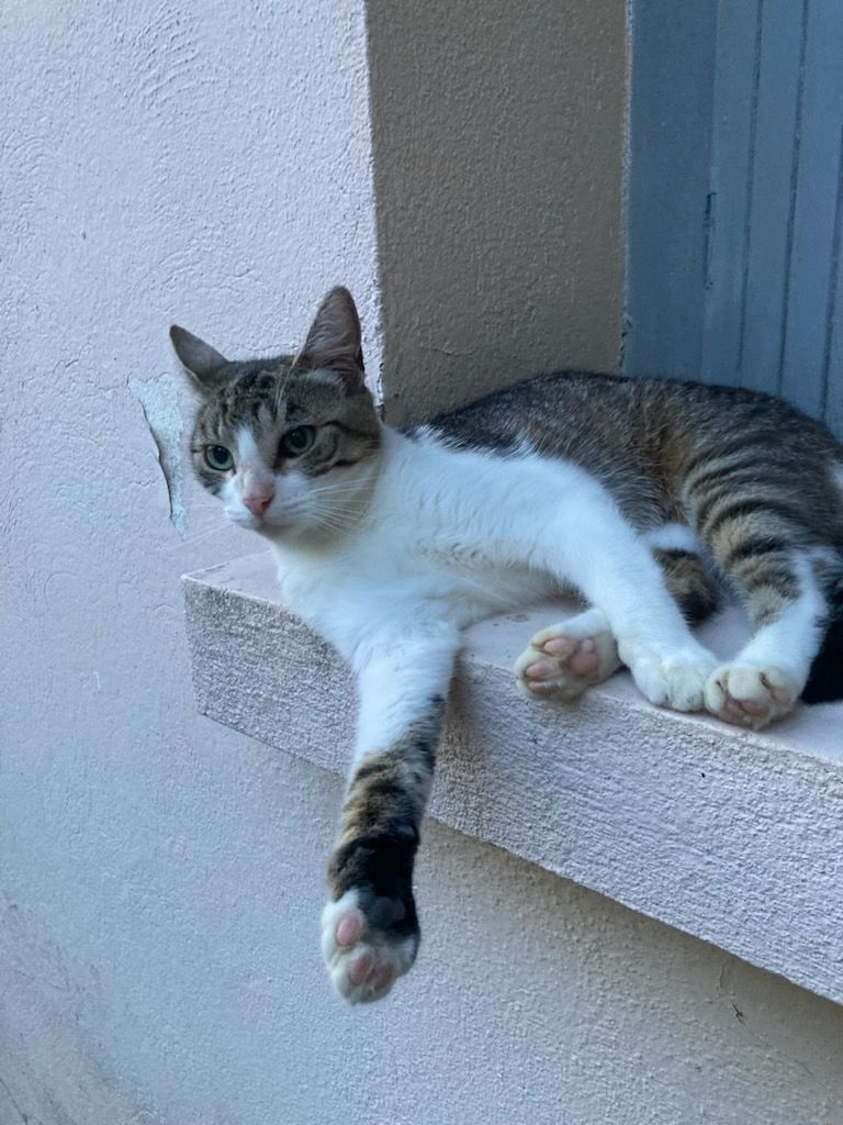 plume - 188 Rue du Petit Pastellié, Bessières