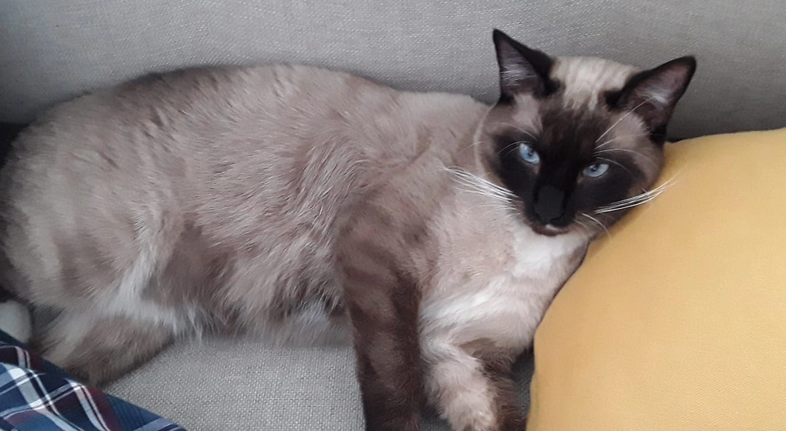 Flocon - 5 Rue Vanstabel, Dunkerque