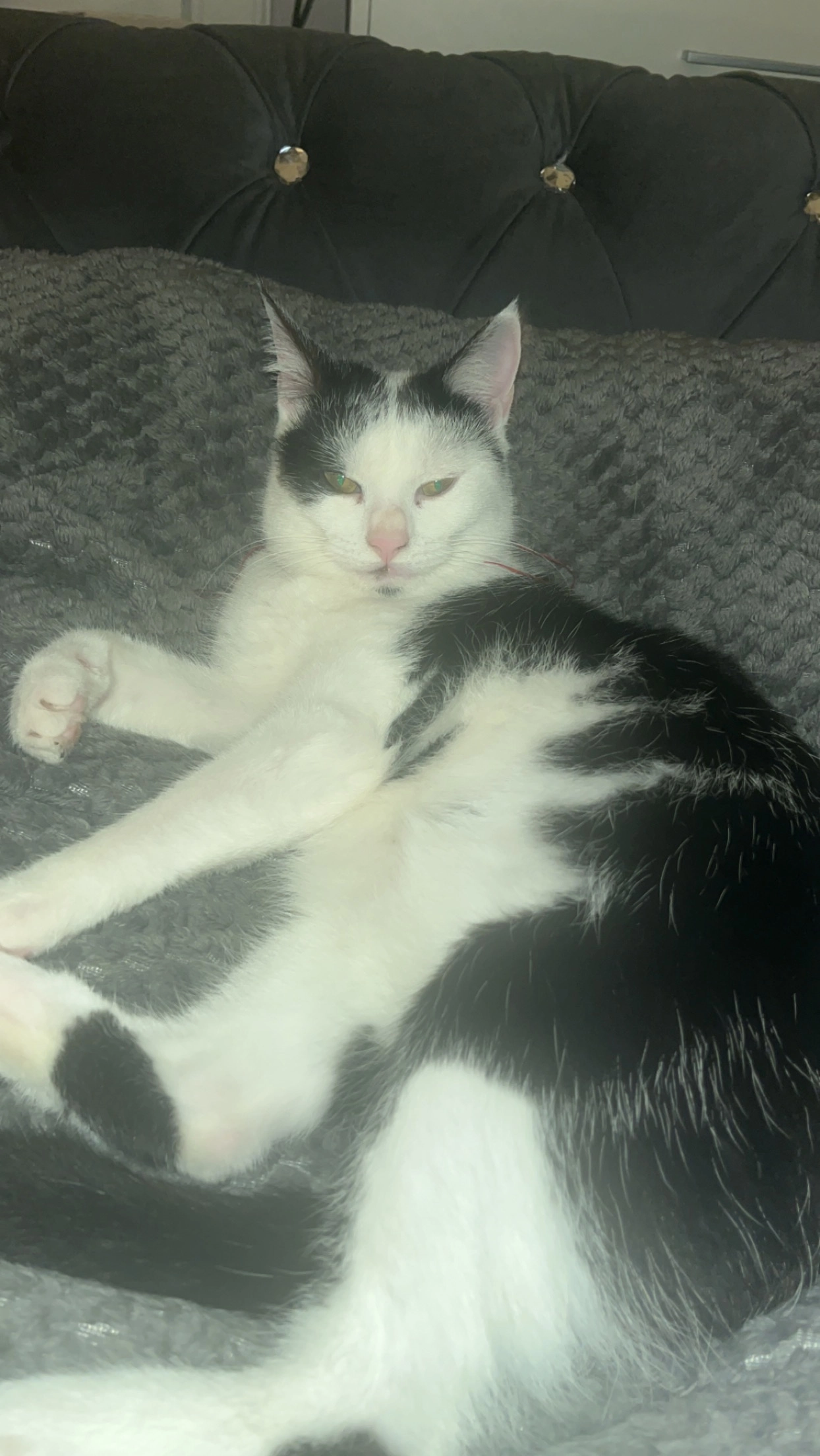 Duchess - East Road, Irvine