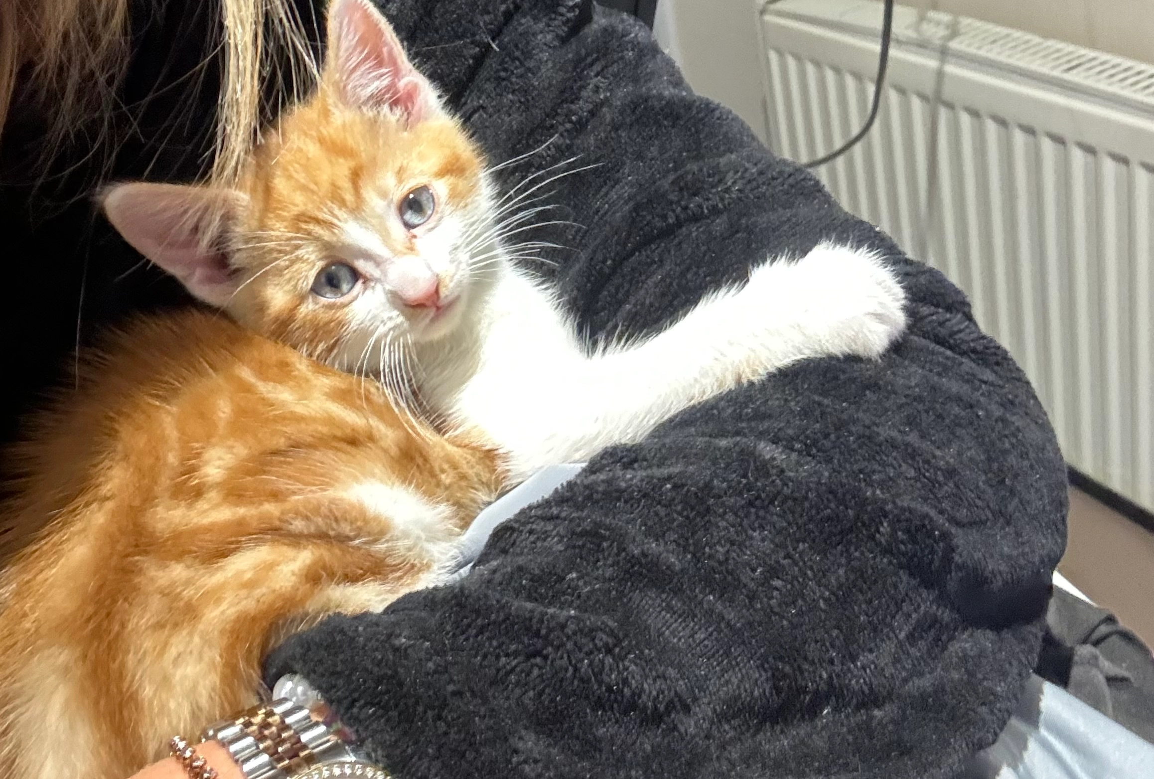 Tigger  - DN5 0, Doncaster