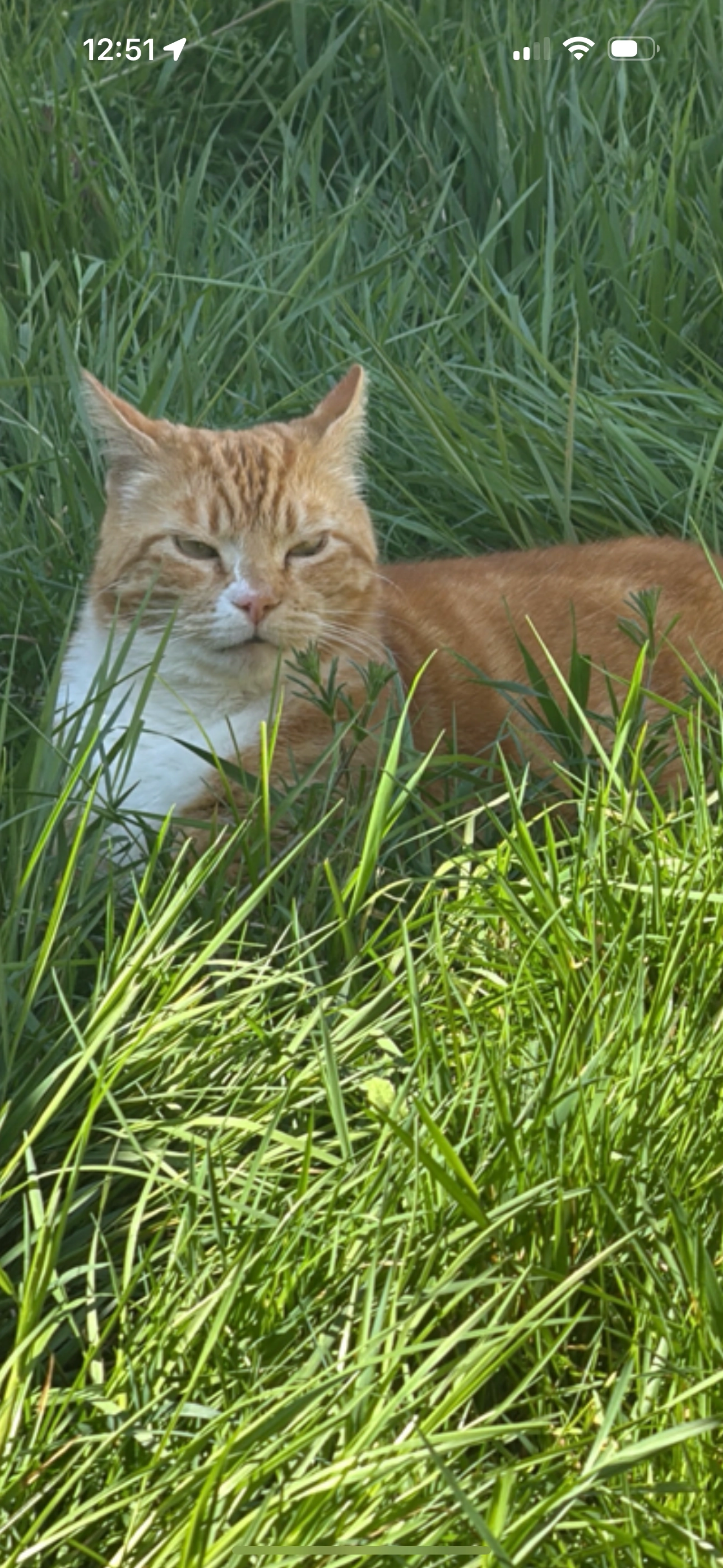 Womble - Chinook, Colchester