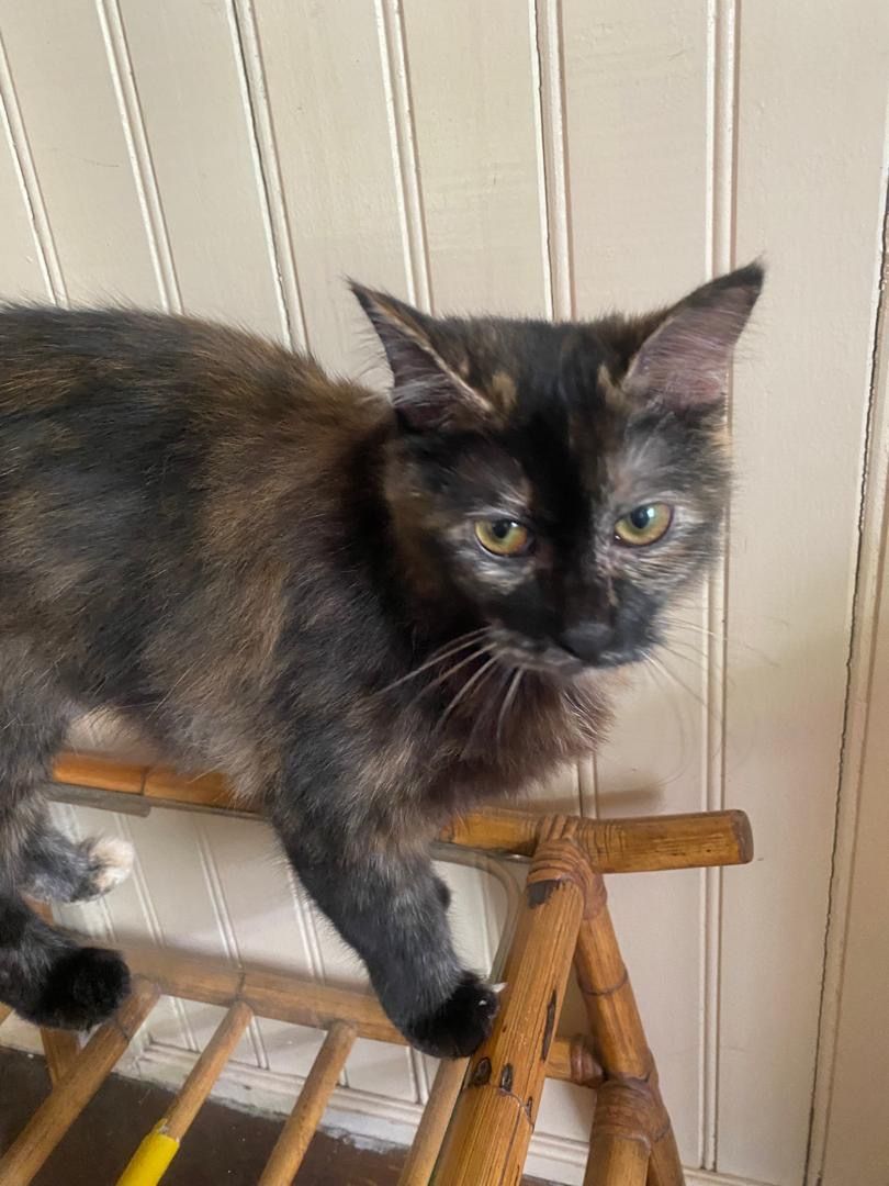 gendut  - 72000, Kuala Pilah