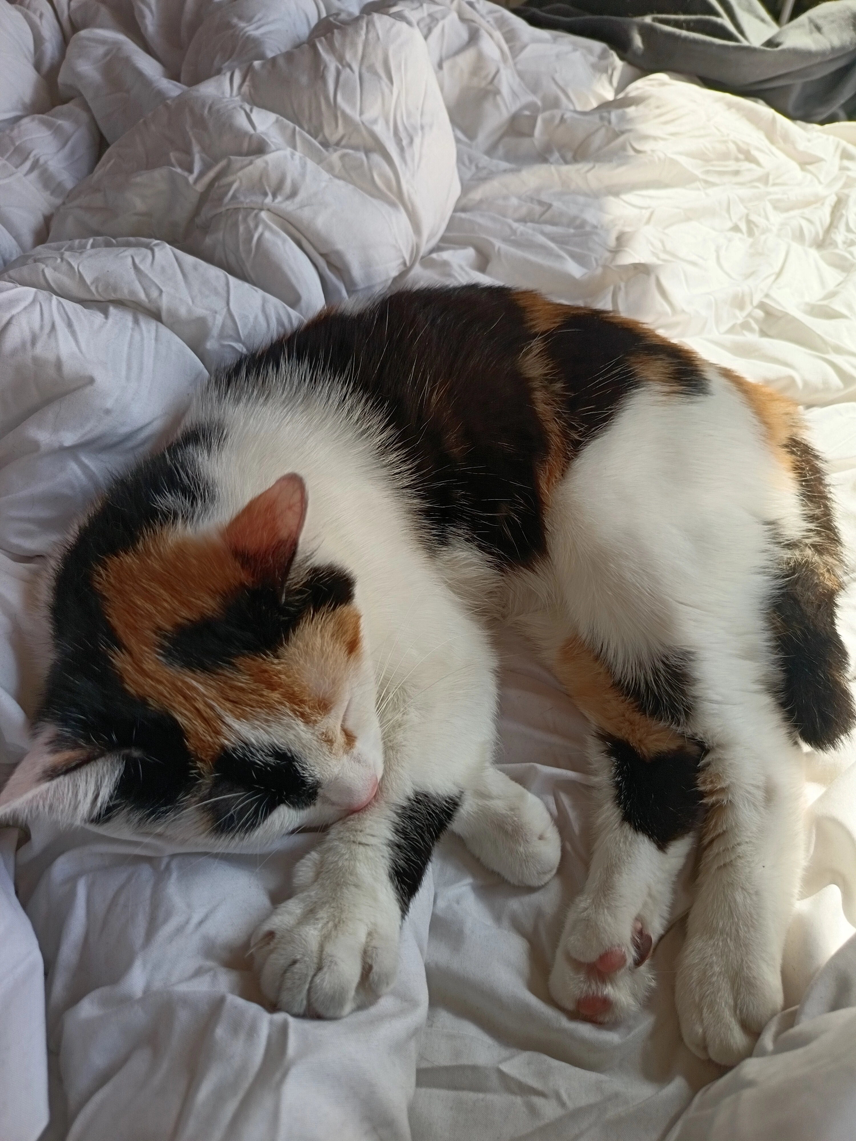 Patchouli - 34 Rue Lucien Salette, Sète