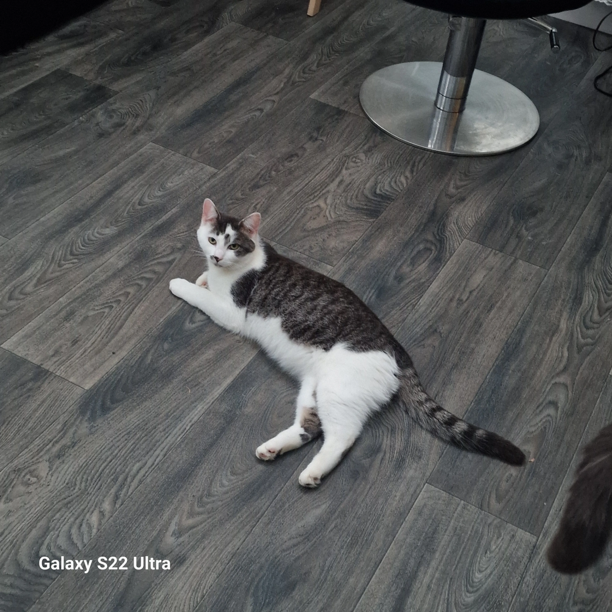 Navy - Hydefield Close, London