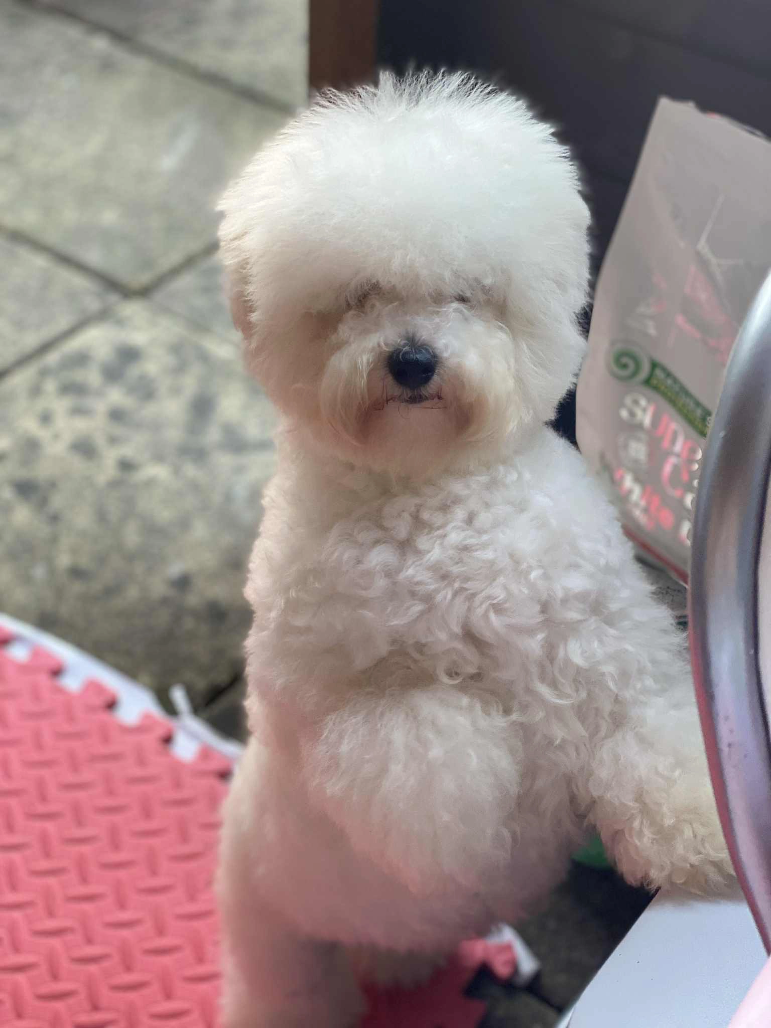 Fifi - Bridge Street, Ledbury