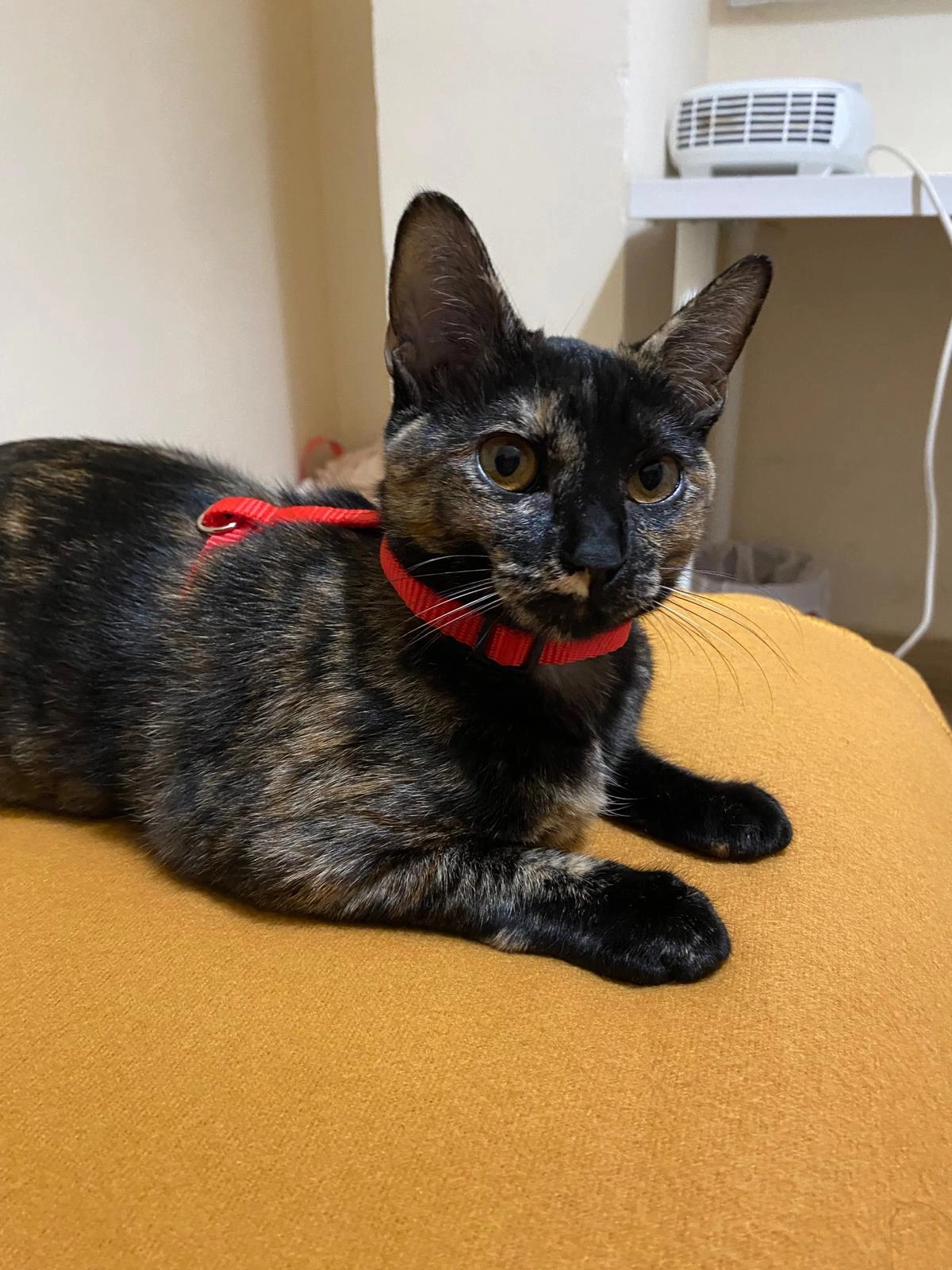 Dulce - Calle Pulsista, Montilla