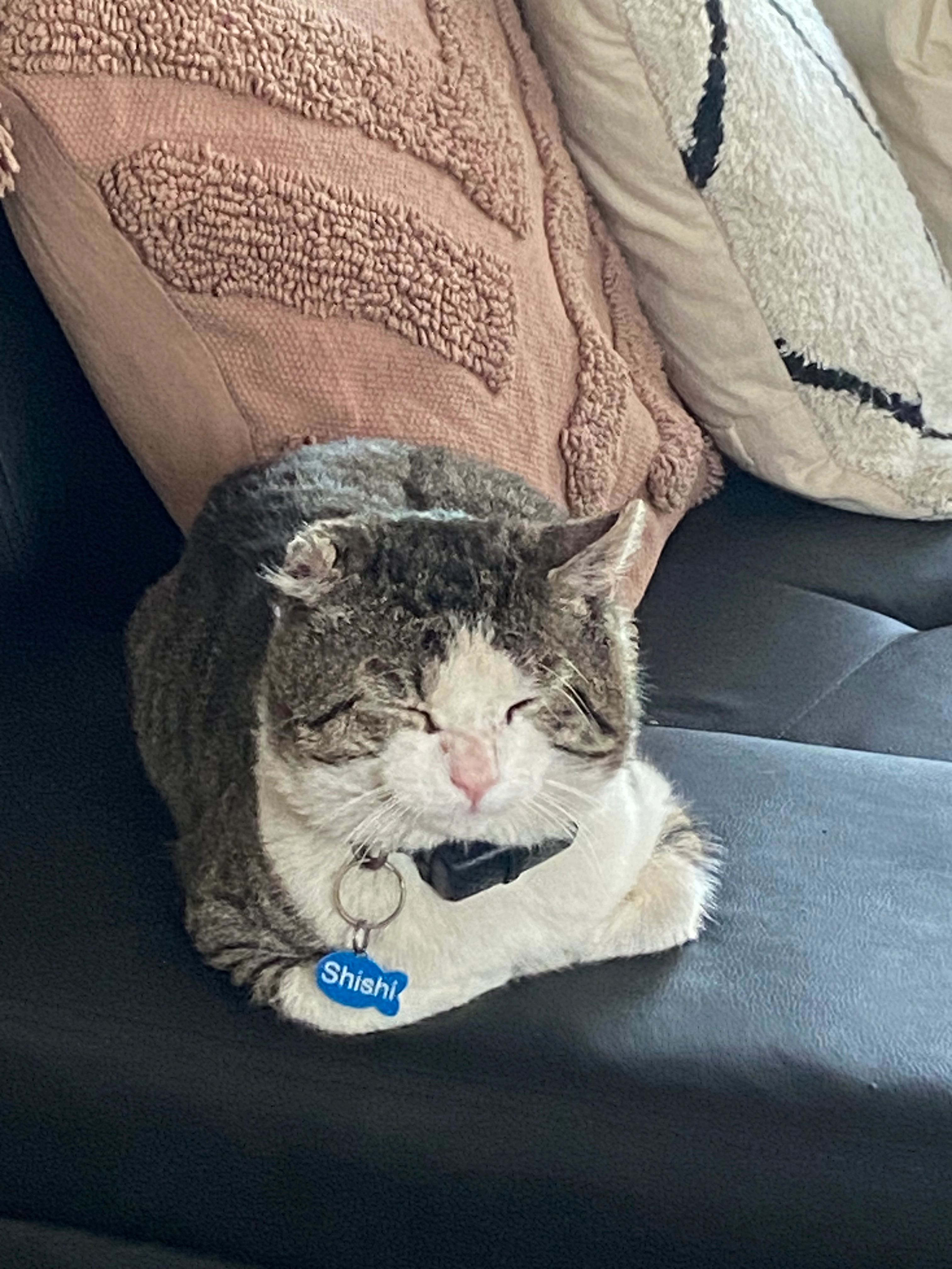 Shishi - Voorshoventerweg, Maaseik