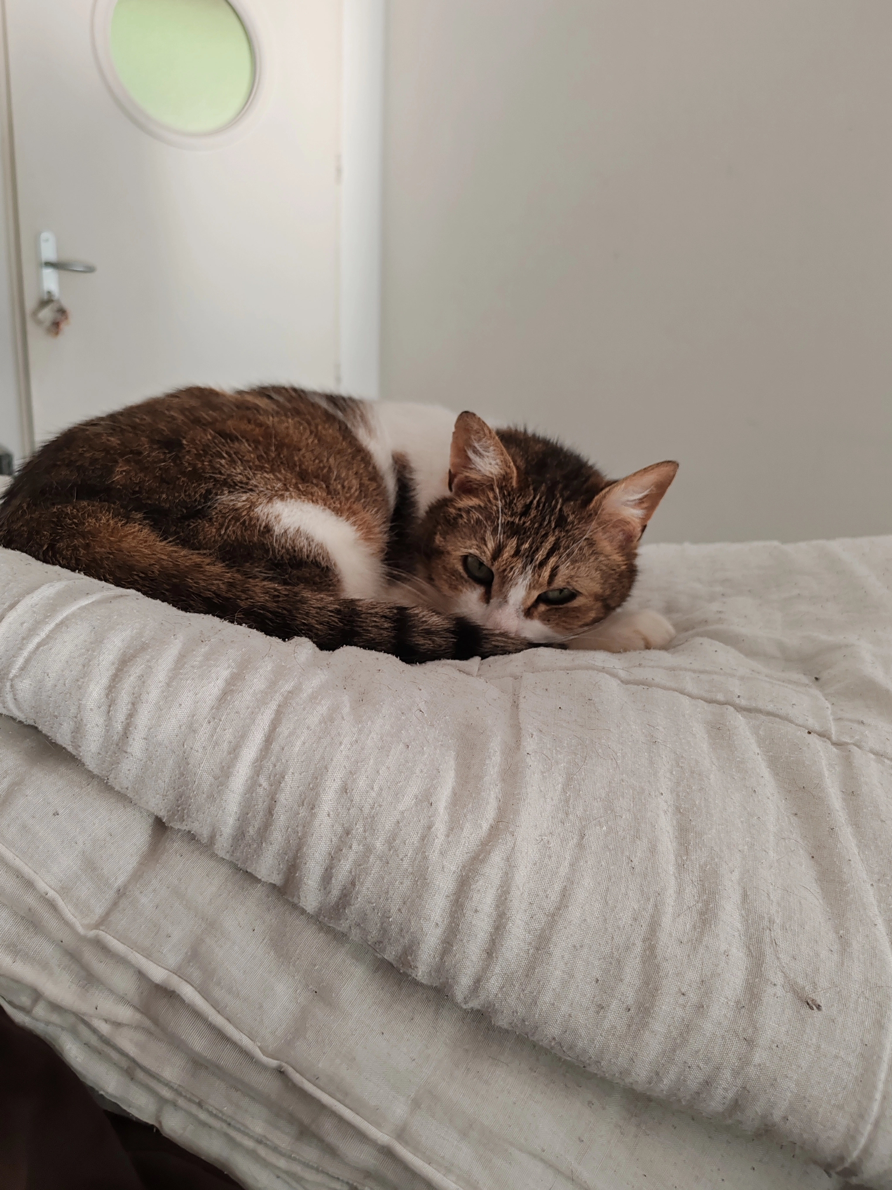 Orion  - Rue Christorée, Thizy-les-Bourgs