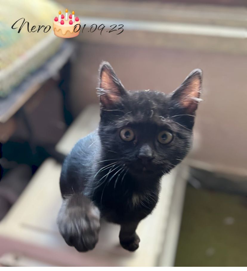 Nero - Engabrunner Straße, Grafenegg