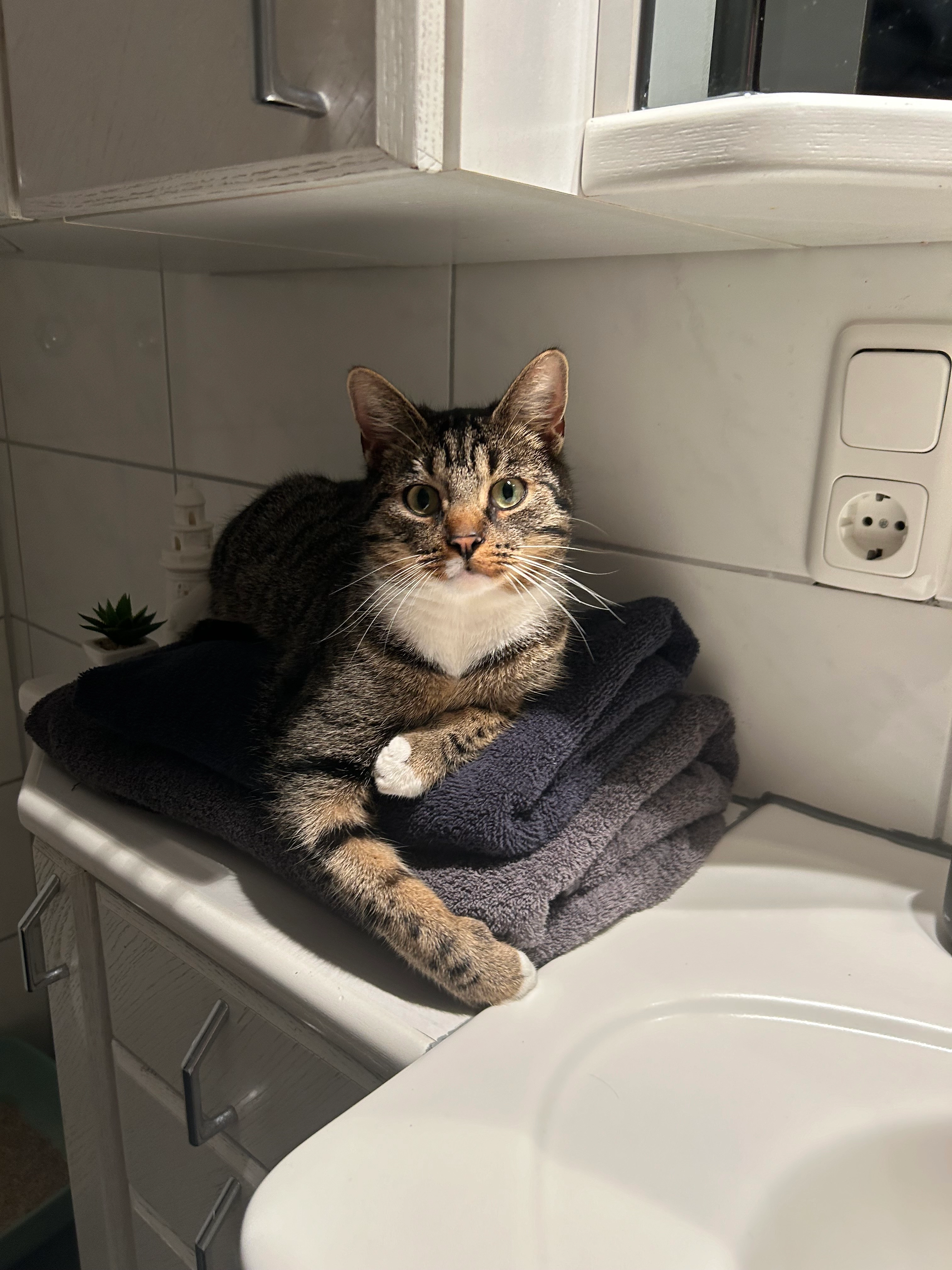 Jacky  - 36399, Freiensteinau