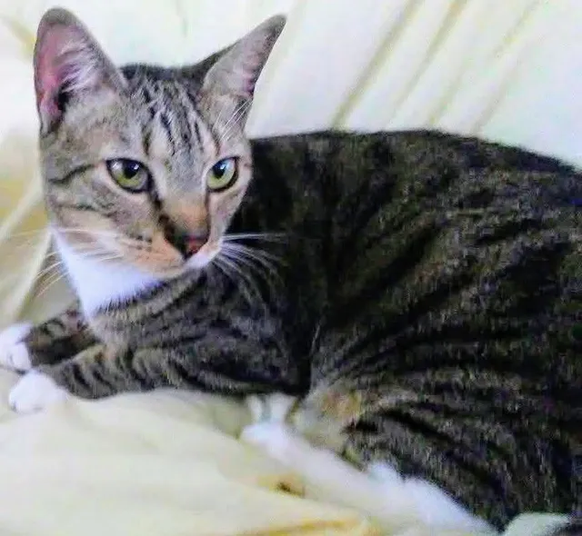 Mama - Brazilian Cir, Port Saint Lucie