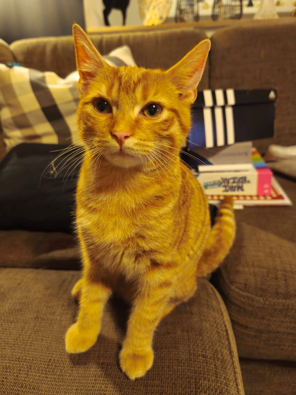 Bob/Bobbi - Ernst-Thälmann-Straße, Velgast