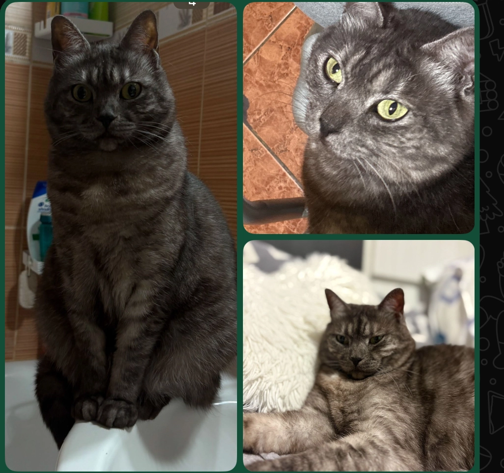 Pisa - Strada Panselelor, București