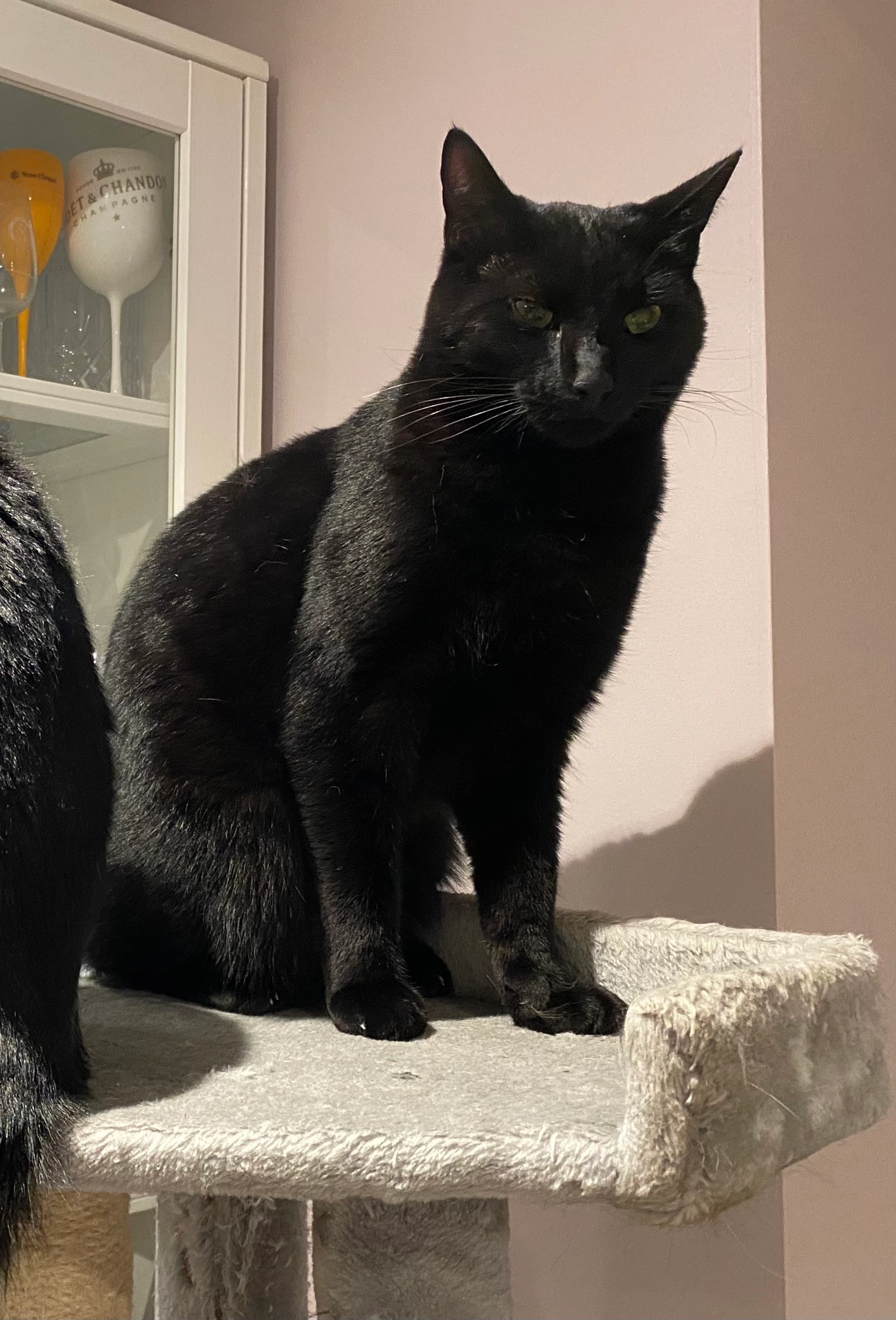 Ty - Russet Glade, Aldershot