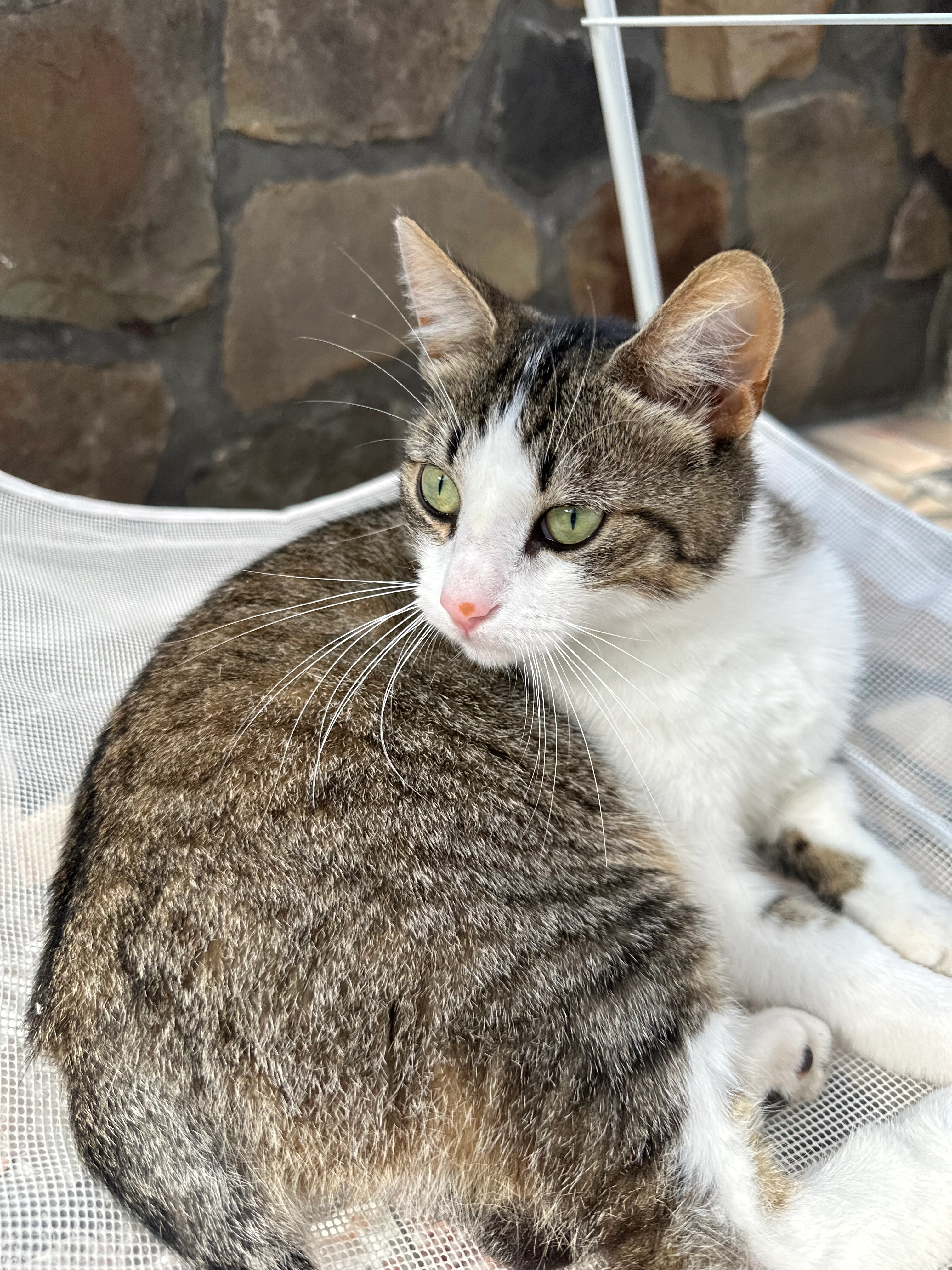 Koeki - Geraardsbergenstraat, Oudenaarde