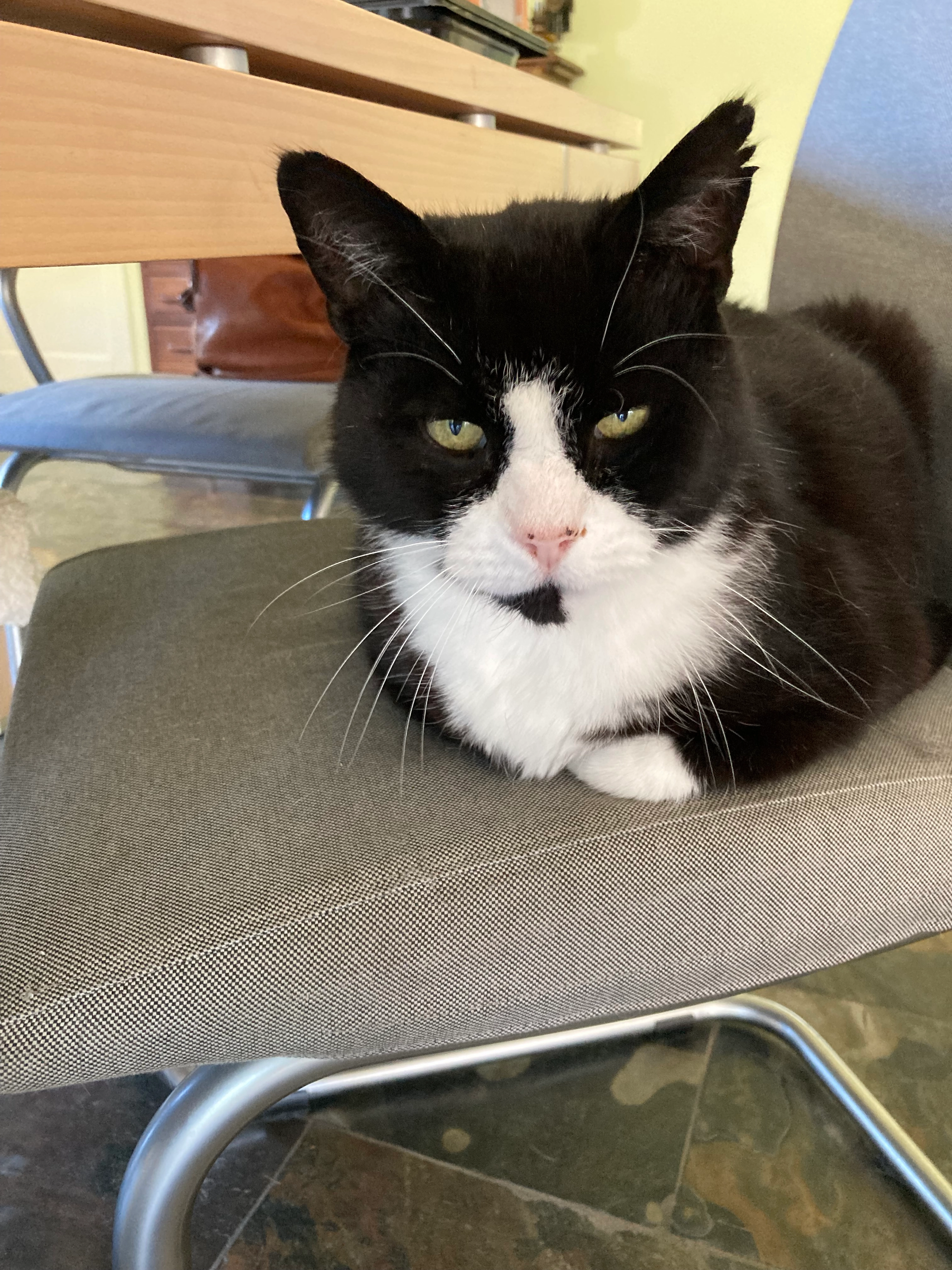 Mickey - De Griene Singel, Friesland