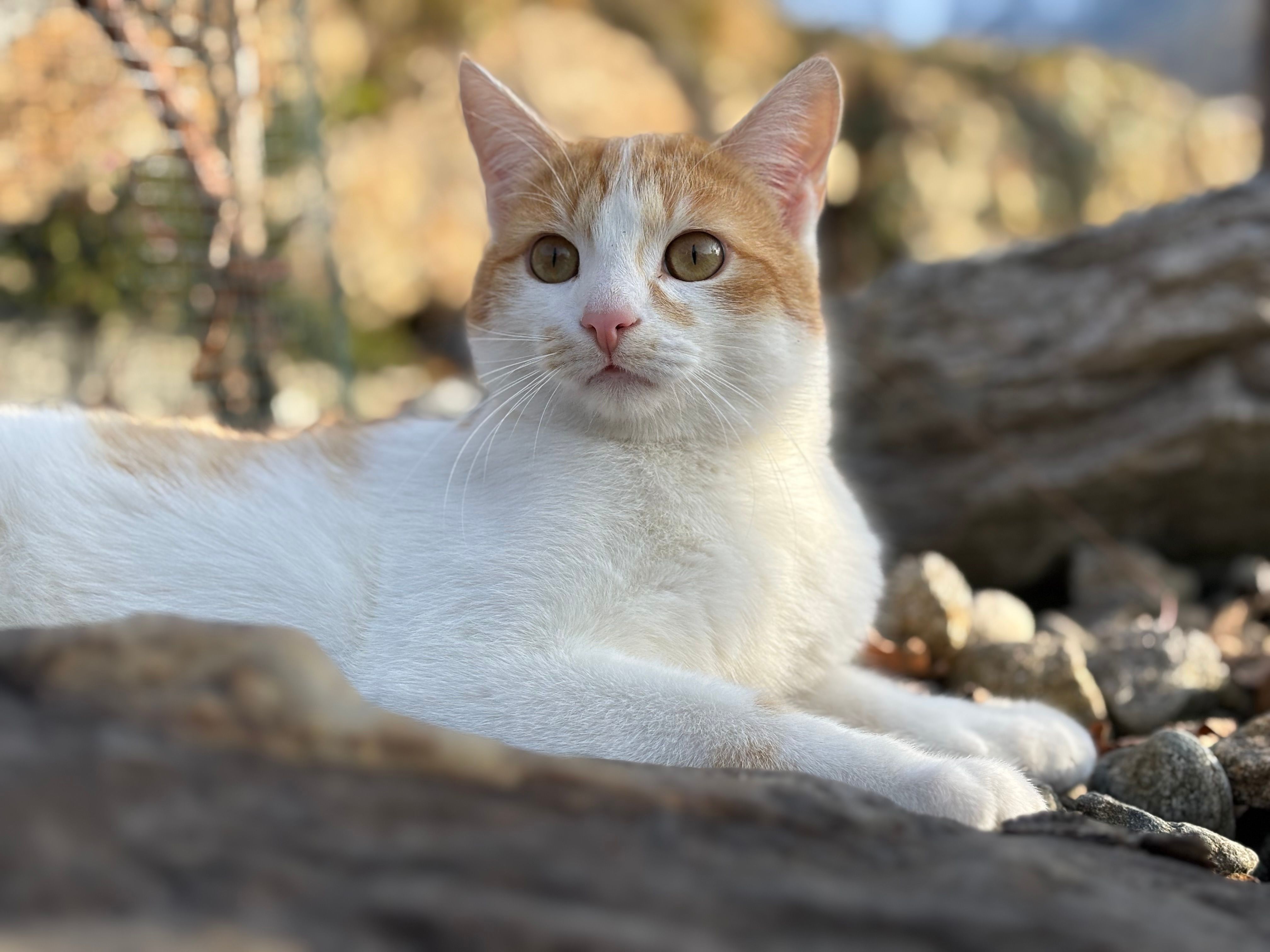 Rambo - Peggetz, Lienz