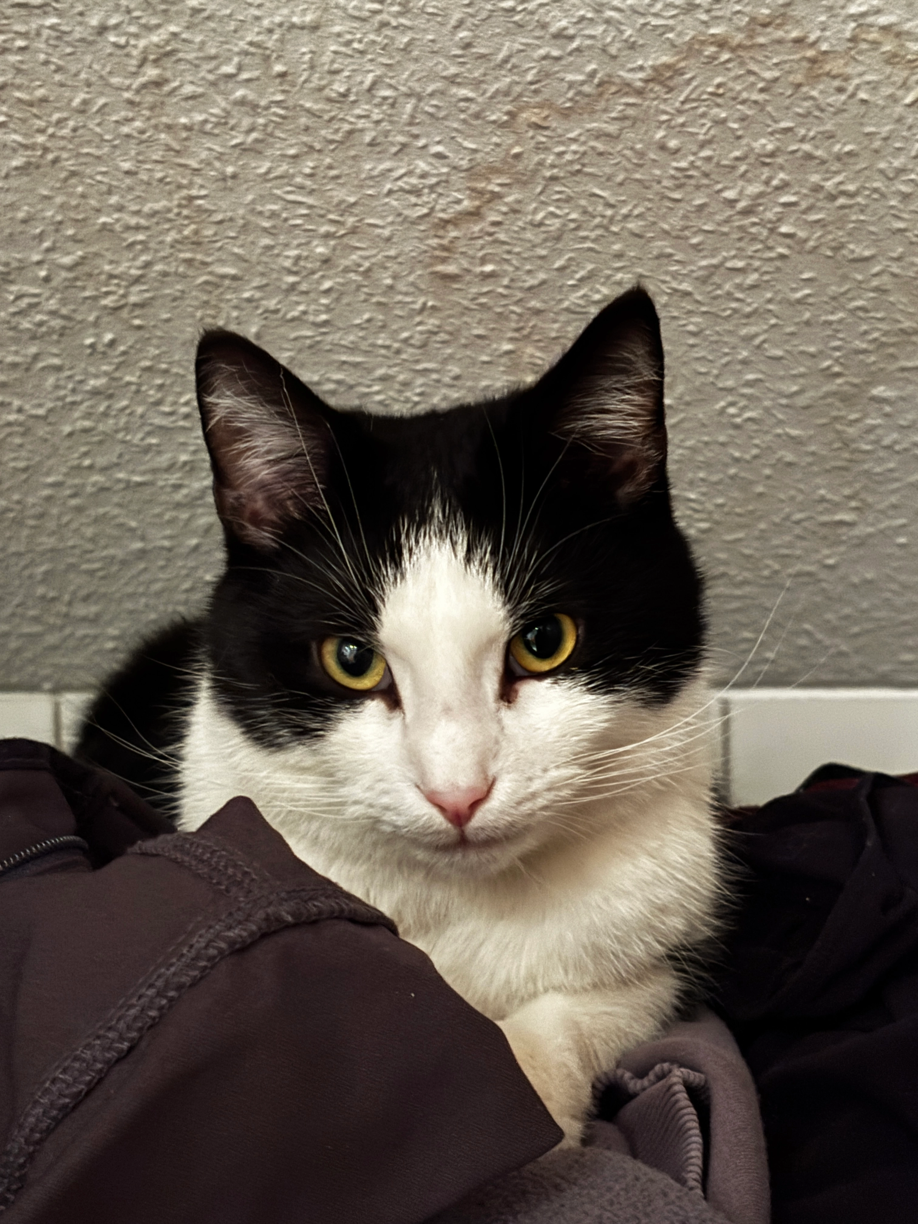 Eddie - Hubertusstraße, Nettersheim