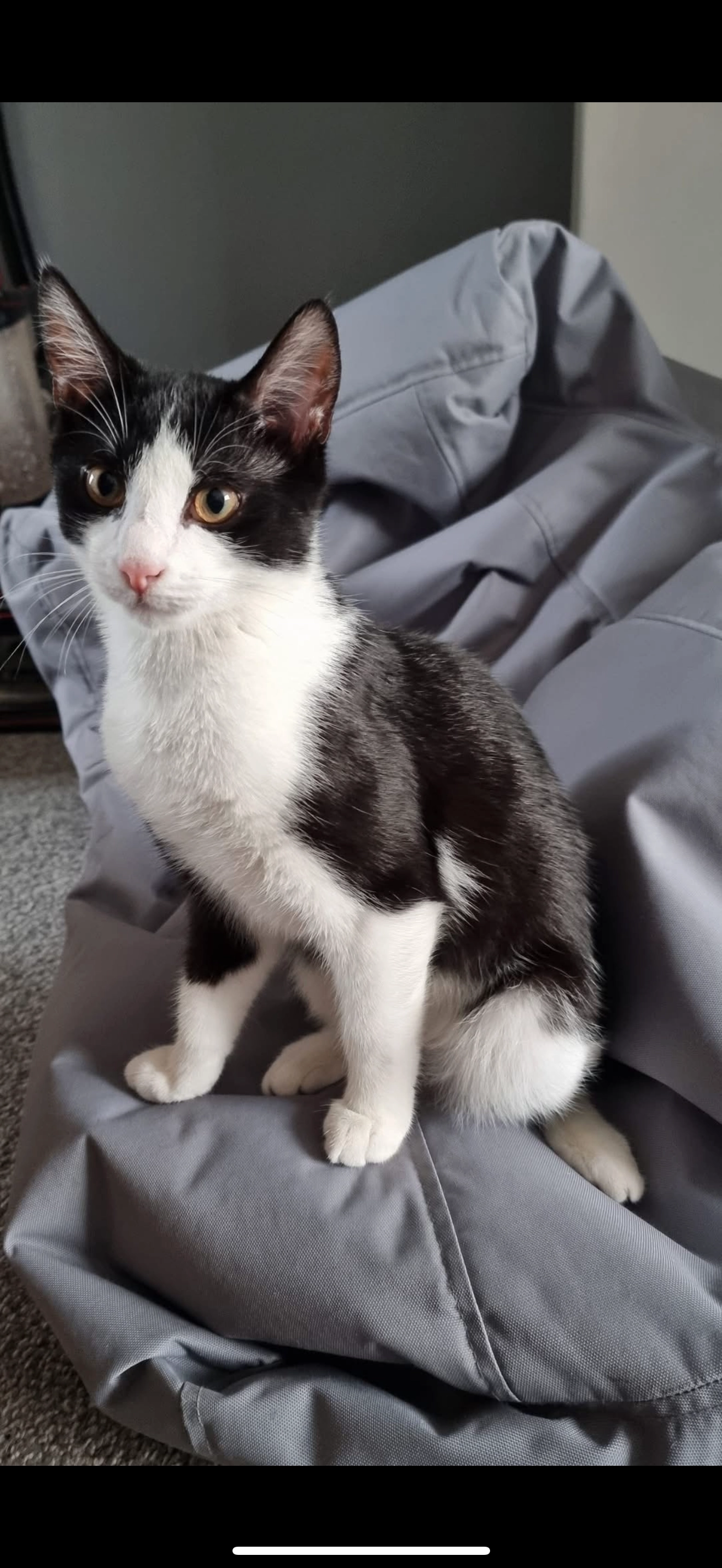 Oreo - Mary Street, Caerphilly County Borough