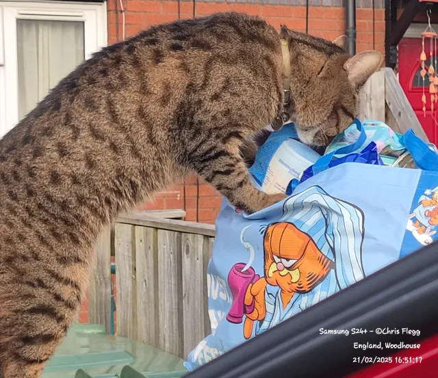 Simba - Oatland Place, Leeds