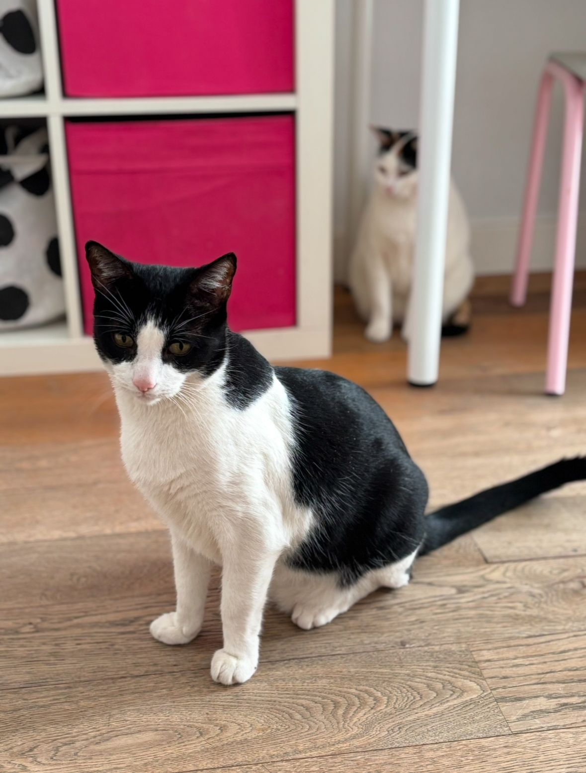 Fígaro - Avinguda De Conrado Albaladejo / Avenida Conrado Albaladejo, Alicante