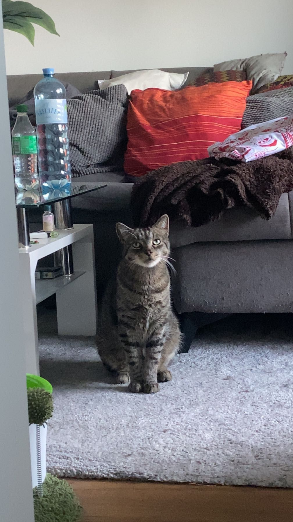 E.T. (wie das Alien ausm Film) - Absengergasse, Leoben