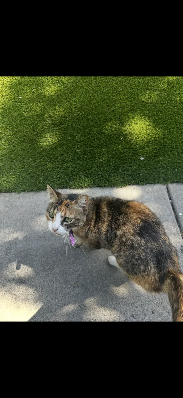 WILLOW - 15742 Williams St, Tustin