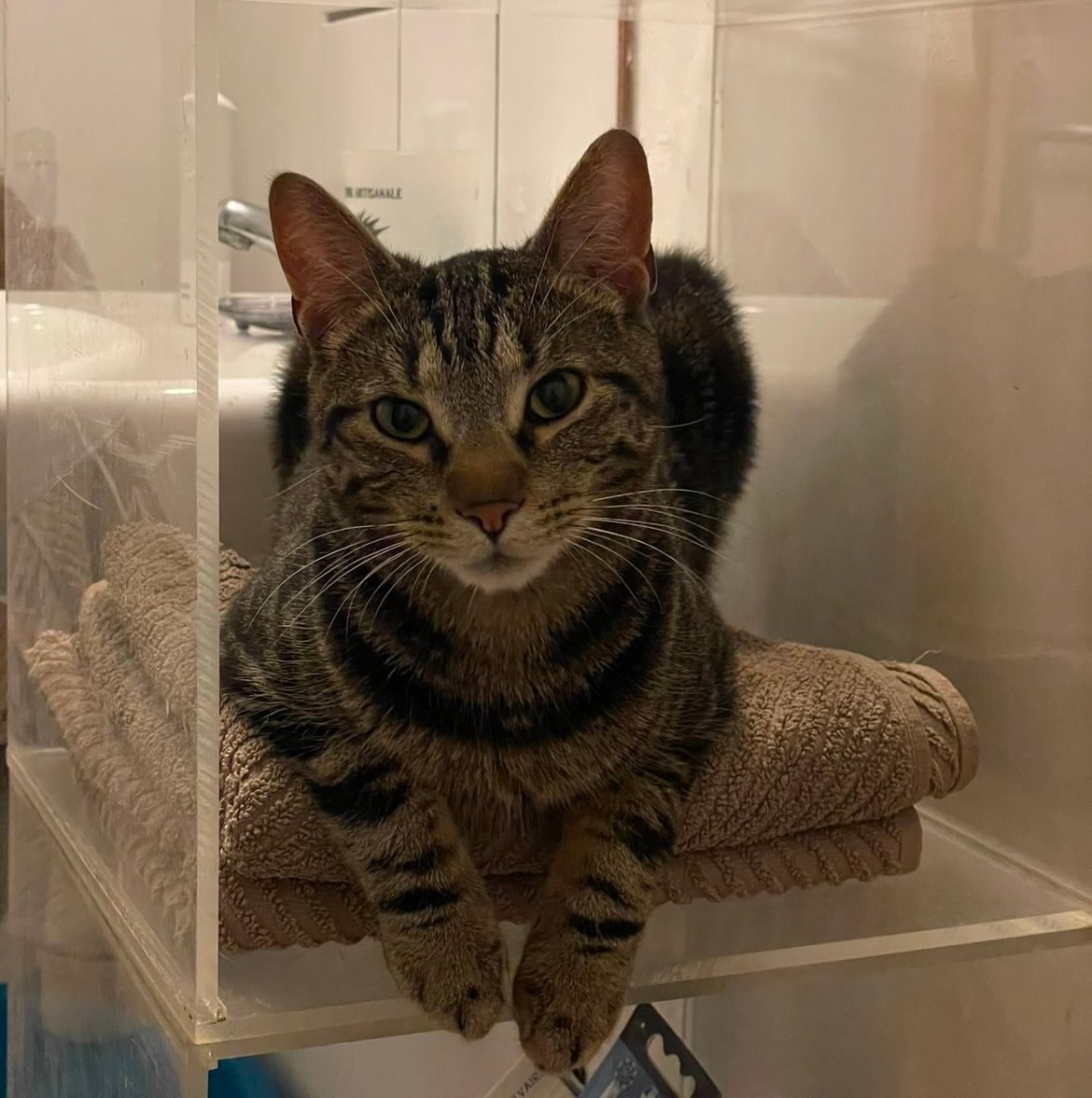 Mufasa  - Hameau Du Pape, Dun