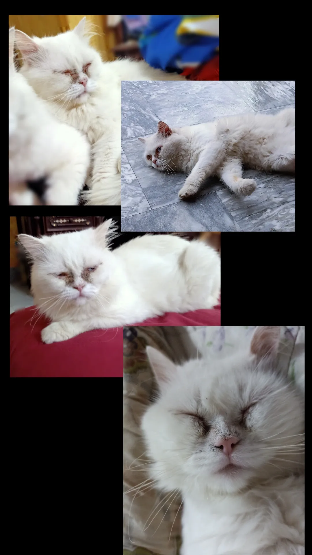 Oreo - Tariqabad, Multan