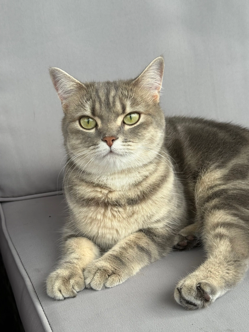 Lucy - Pfadacher 7, Wetzikon