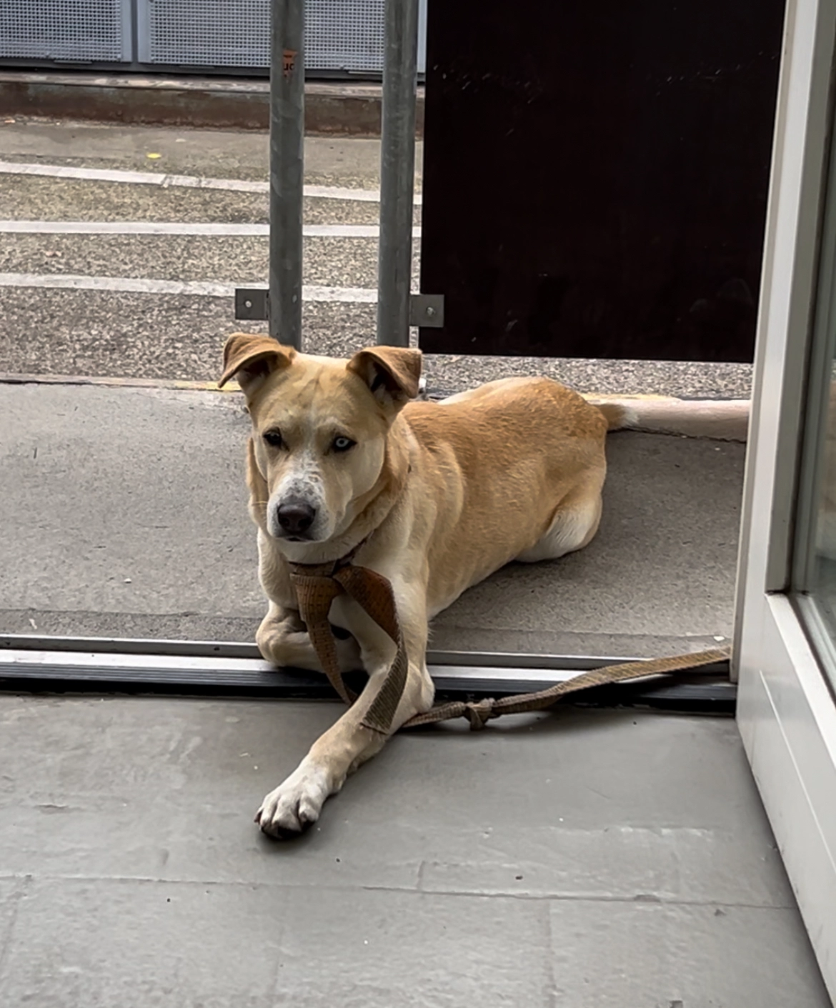 Anibal - Kiefholzstraße 74, Berlin