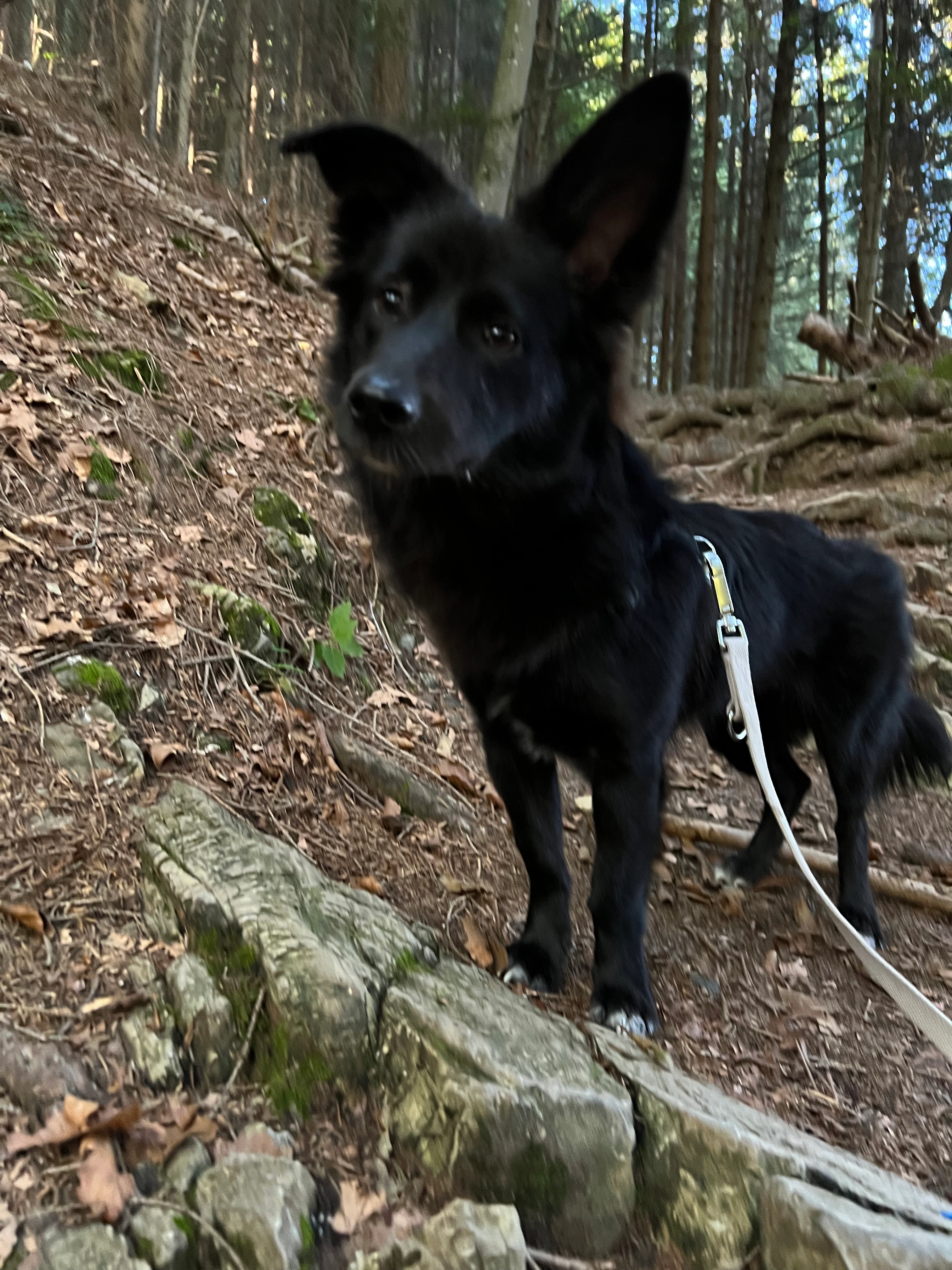 Milo - Kirchweg, Göfis