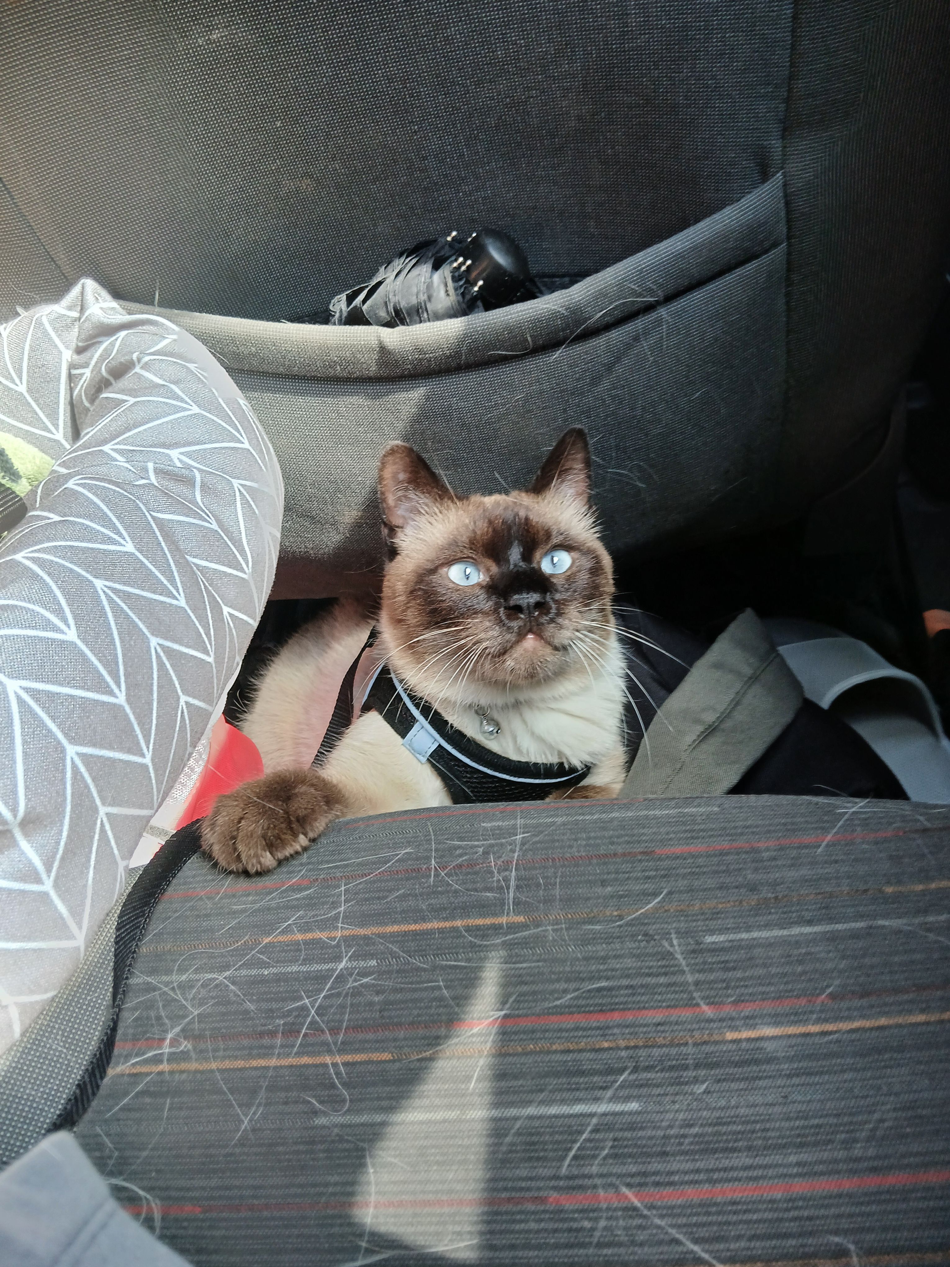 Diego - Camí De Quermançó, Vilajuïga