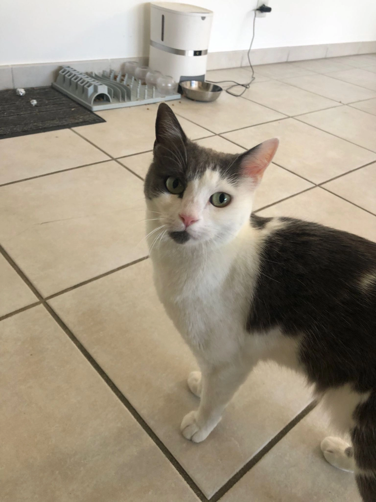 Ricotta - 20 Rue Jean Monnet, Montbonnot-Saint-Martin