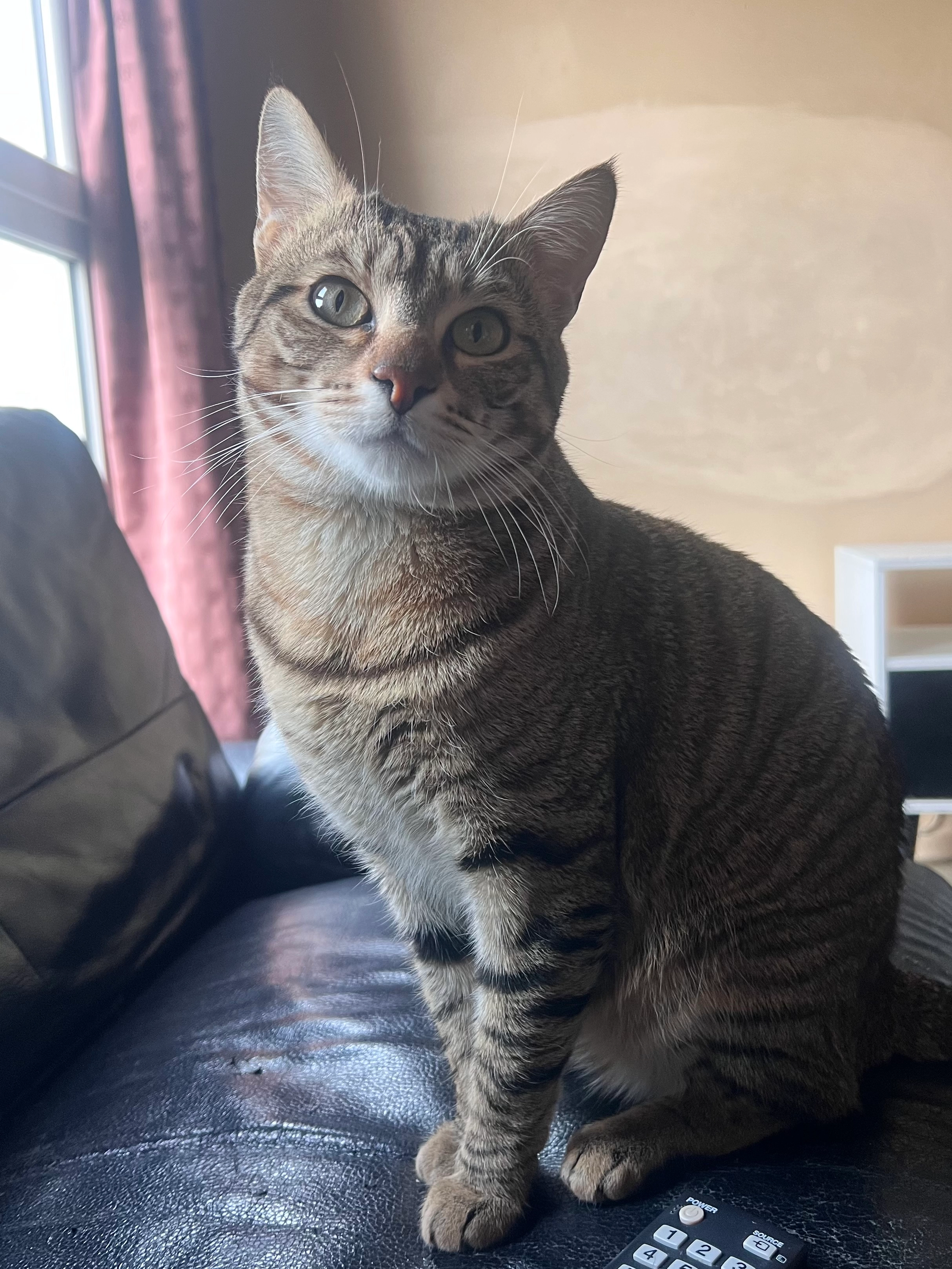 Sabo - 100 Impasse du Sauvage, Auterive