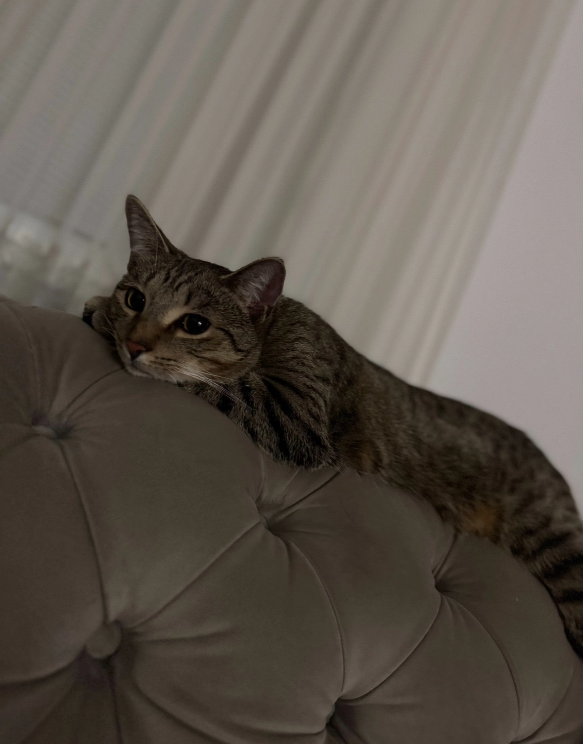 Zimba - Draschestraße, Wien