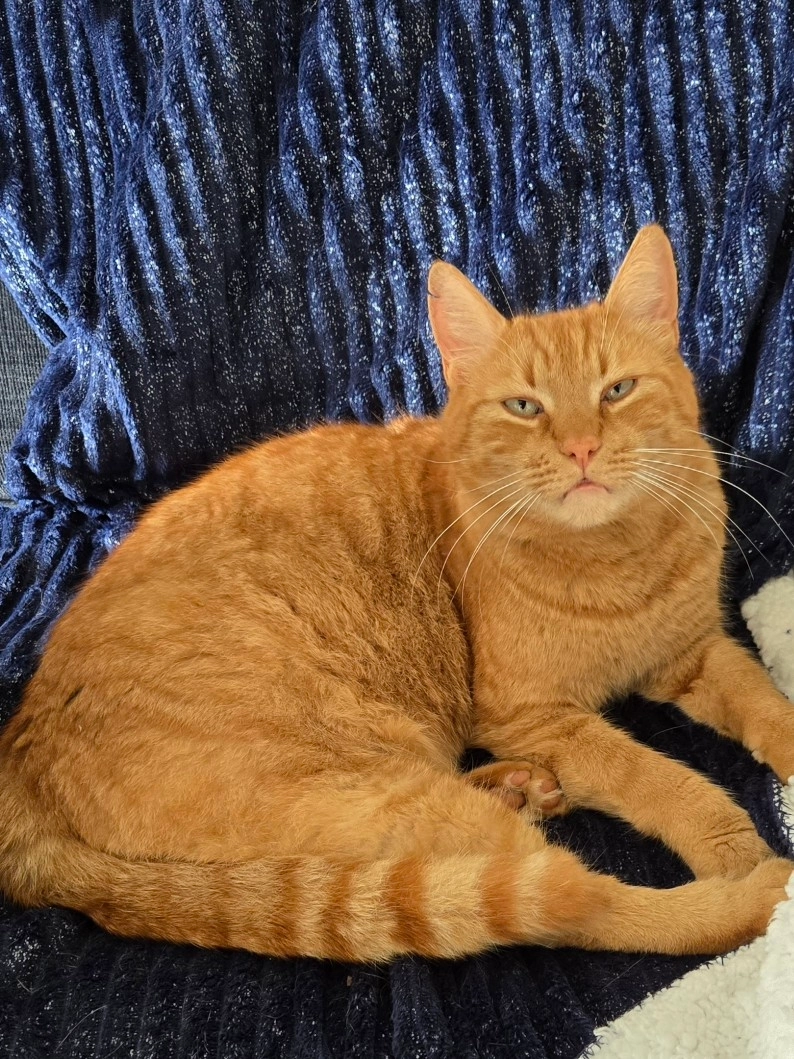 Yoco  - Rue De La Croix Matelot, Saint-Georges-d'Oléron